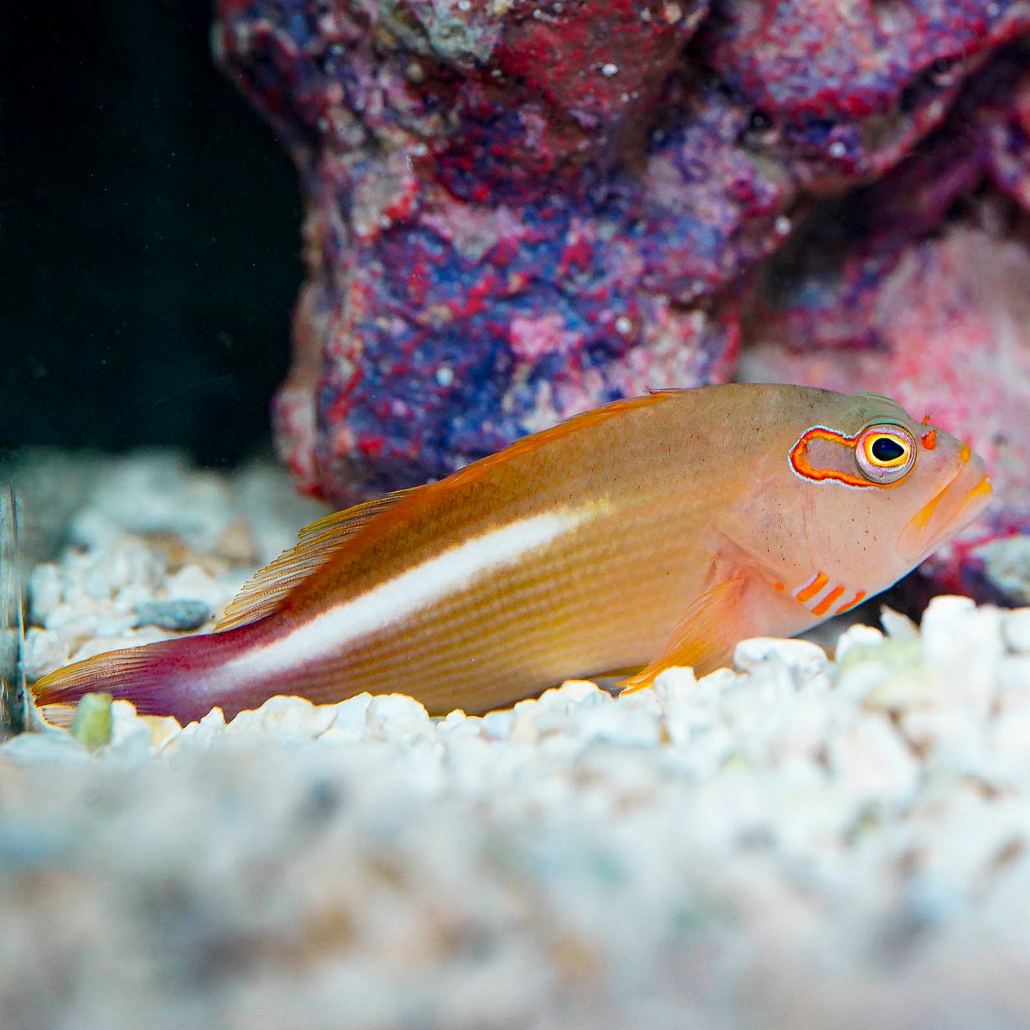 Arc Eye Hawkfish 3.5" WYSIWYG