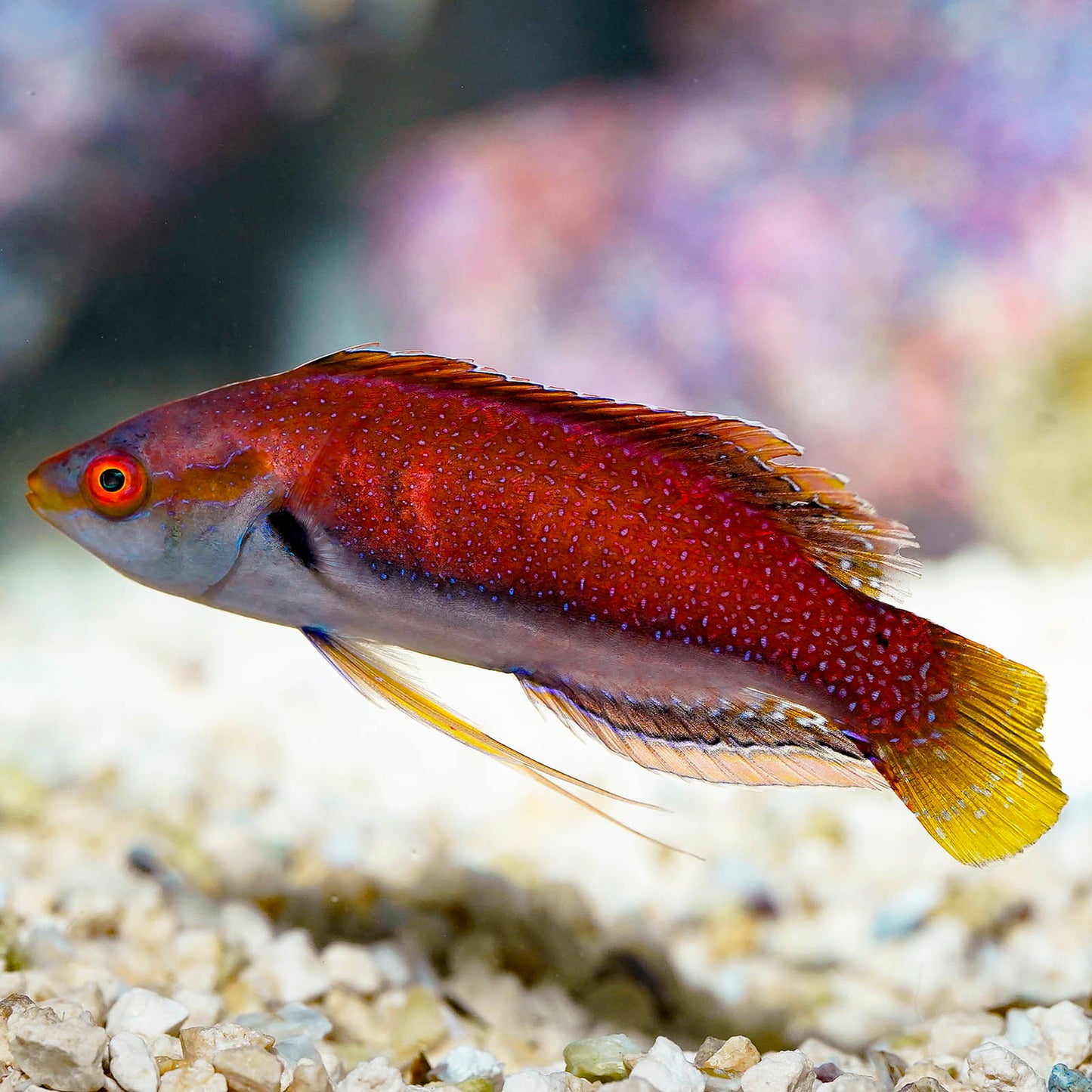 Fine Spotted Fairy Wrasse 3.5" WYSIWYG