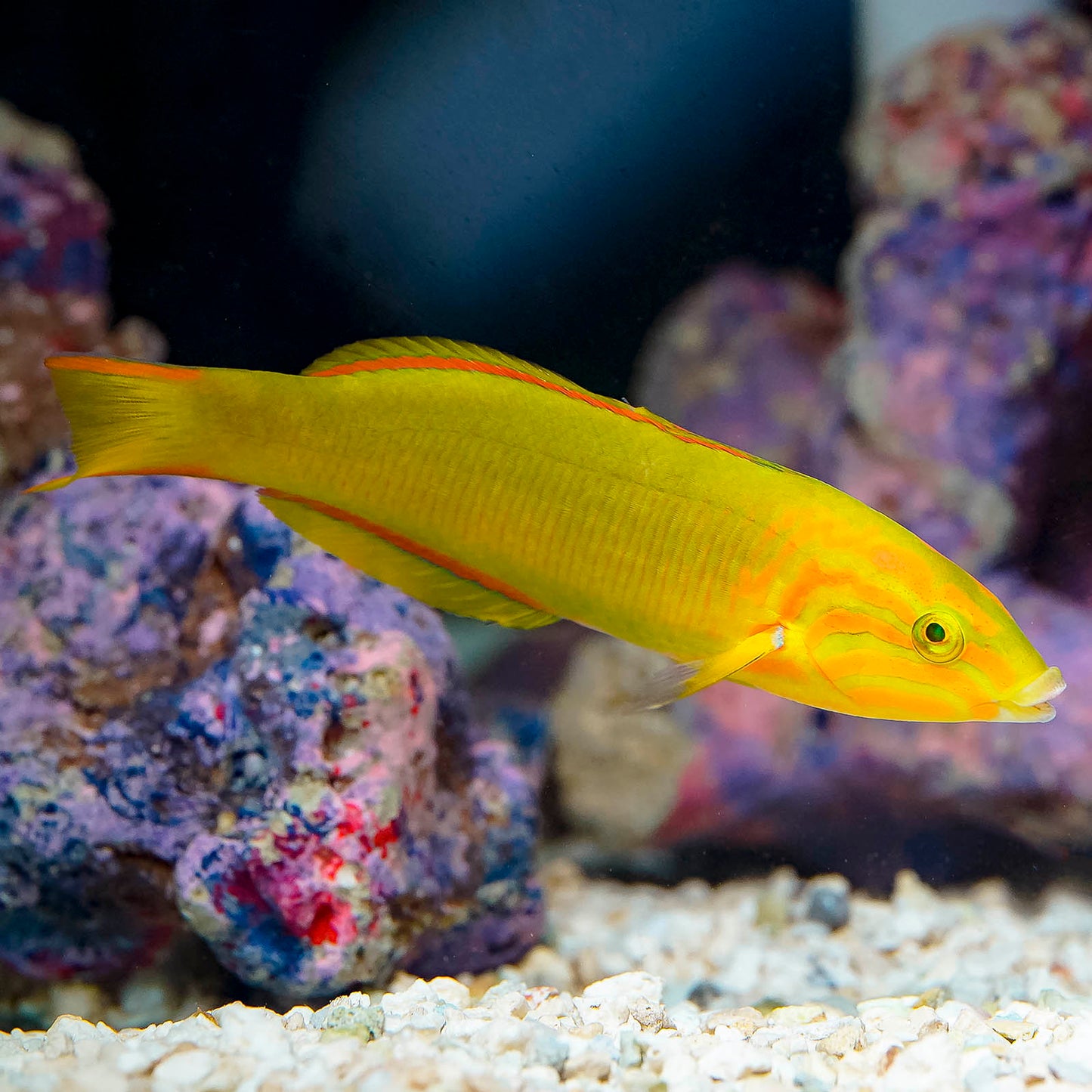 Banana Wrasse 4.75" WYSIWYG