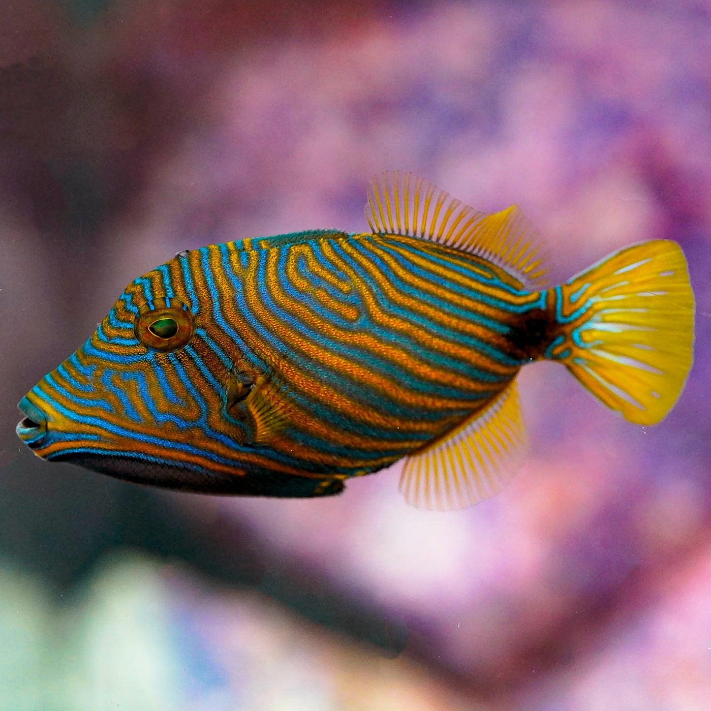 Undulate Triggerfish 3.5" WYSIWYG