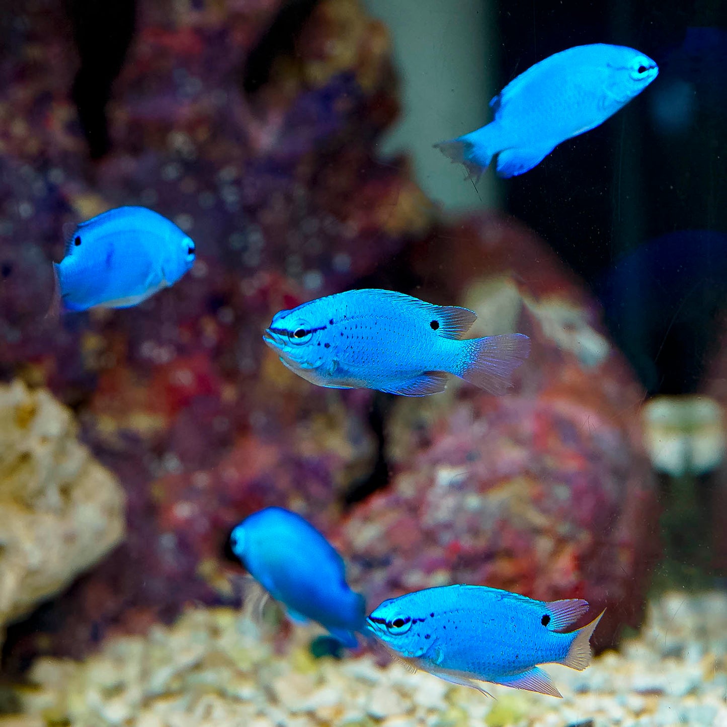Blue Damselfish 1" to 1.5" WYSIWYG