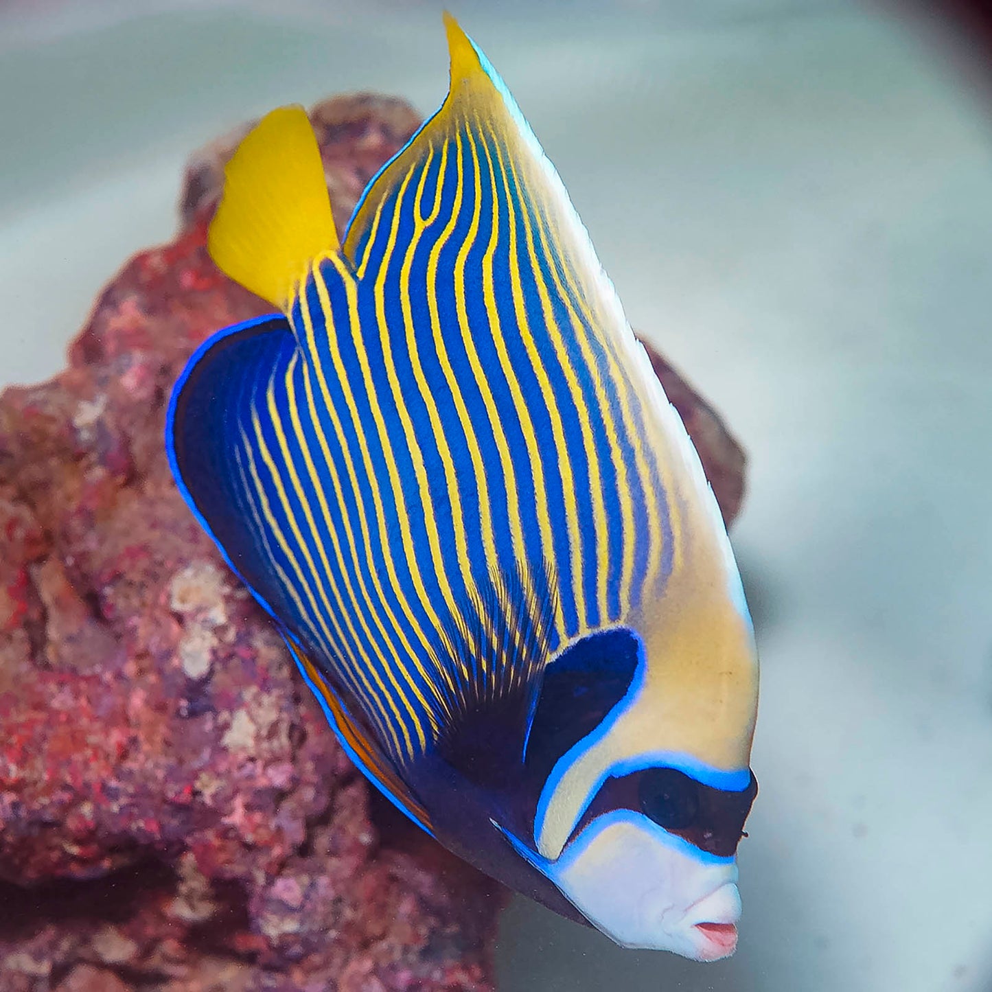 Emperor Angelfish Adult 7.25" WYSIWYG