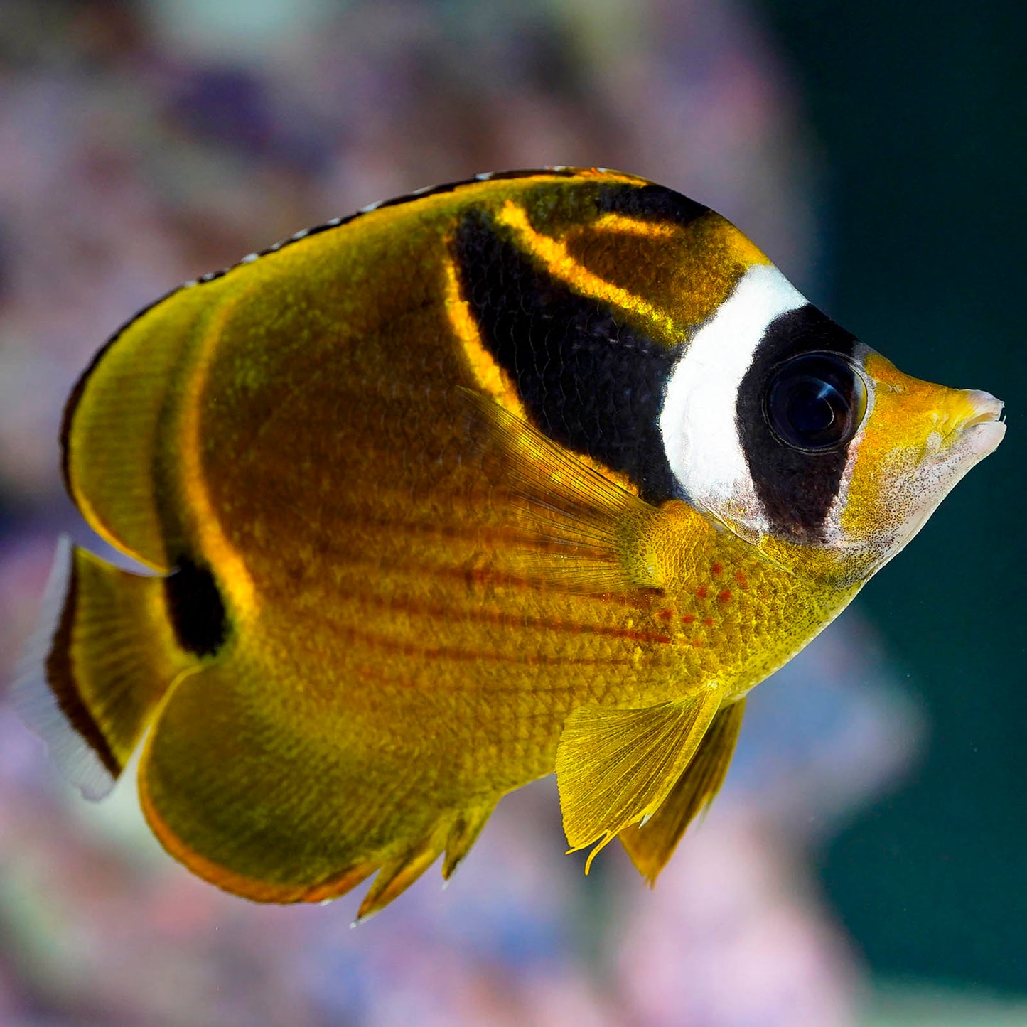 Raccoon Butterflyfish 4" WYSIWYG