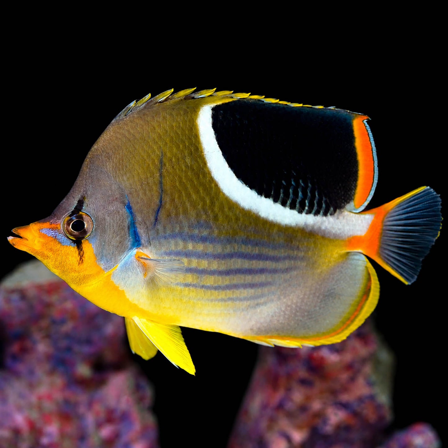 Saddleback Butterflyfish 5.25" WYSIWYG