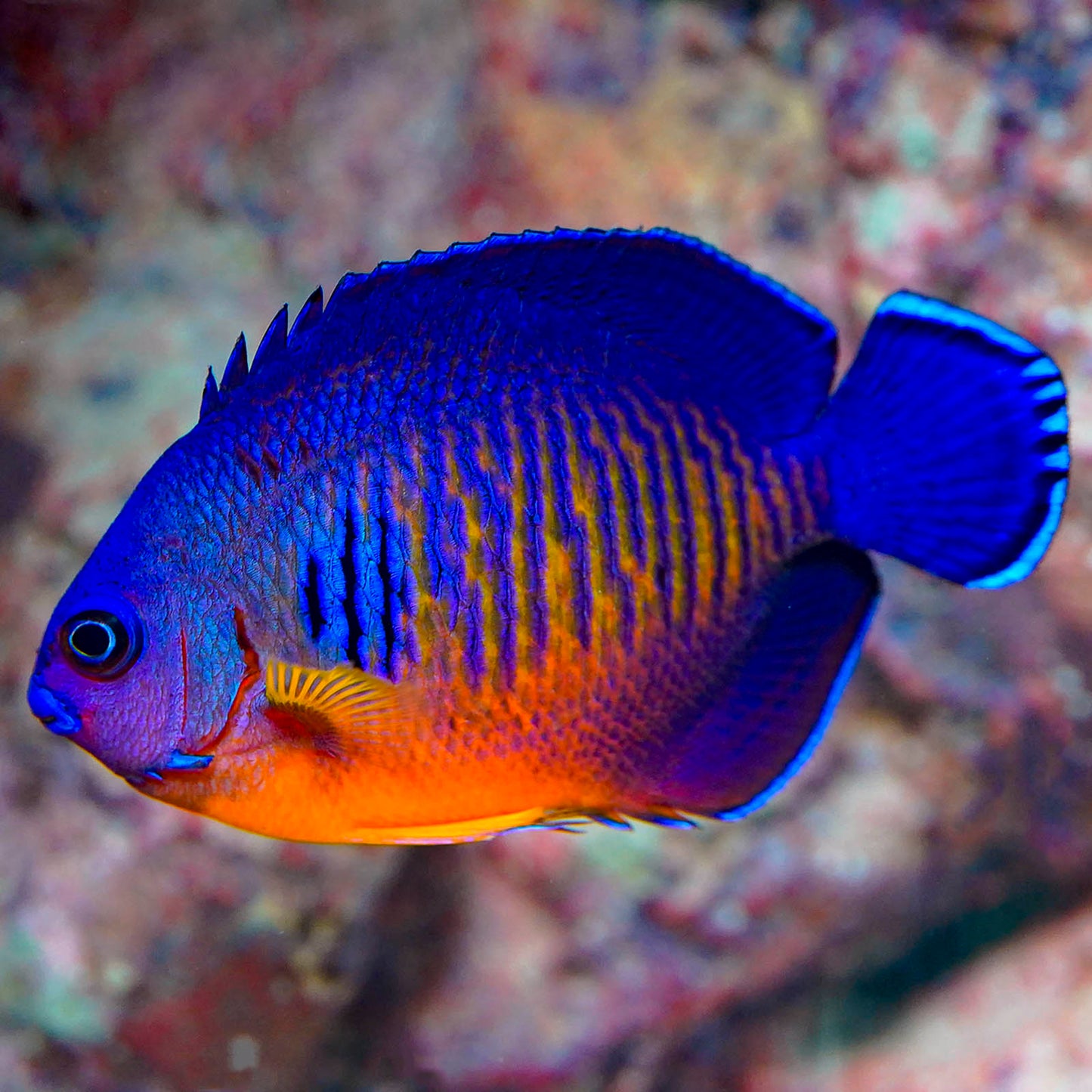 Coral Beauty Angelfish 2.75" WYSIWYG