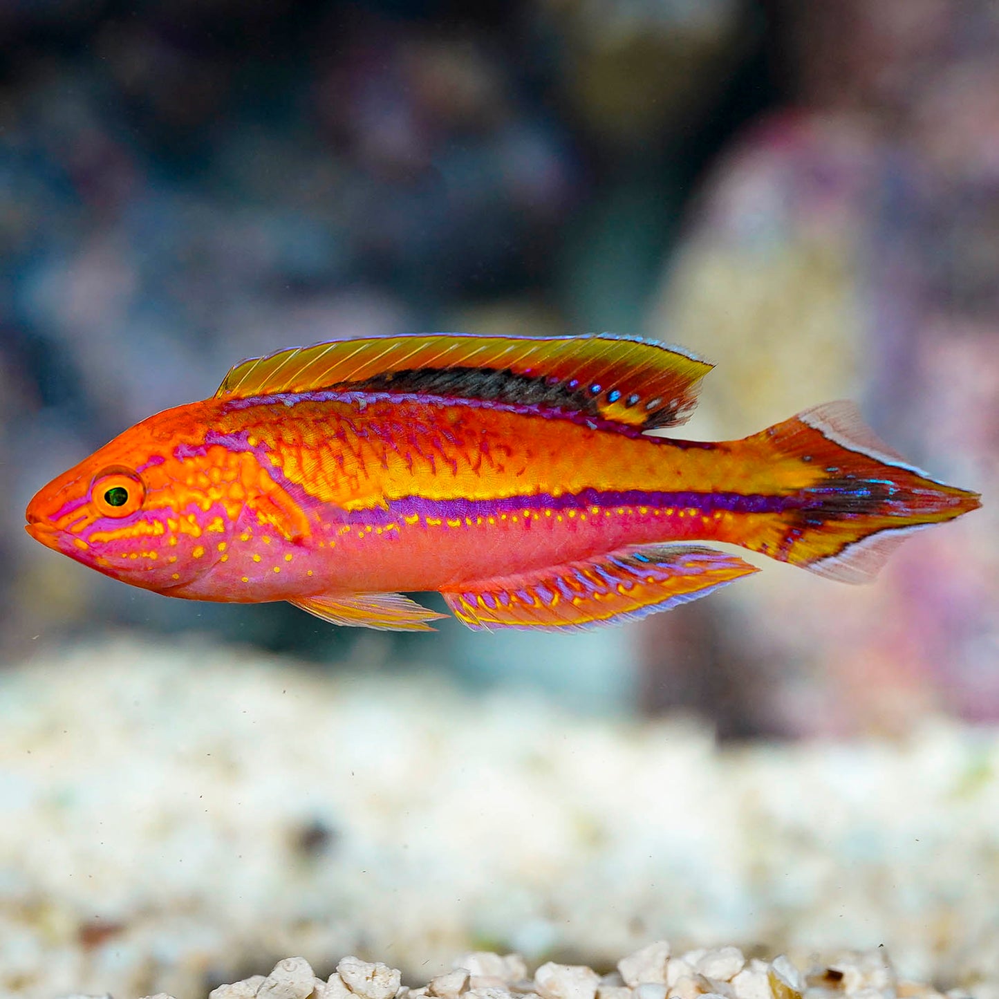 Splendid Pintail Fairy Wrasse 3.25" WYSIWYG
