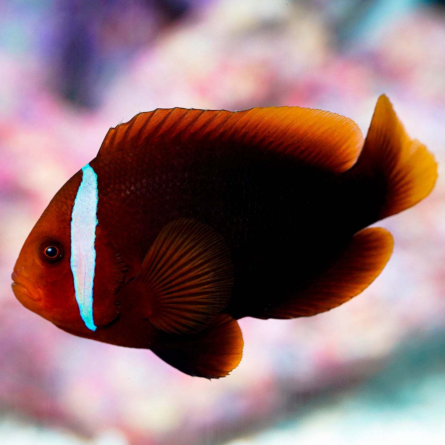 Tomato Clownfish 3.75" WYSIWYG