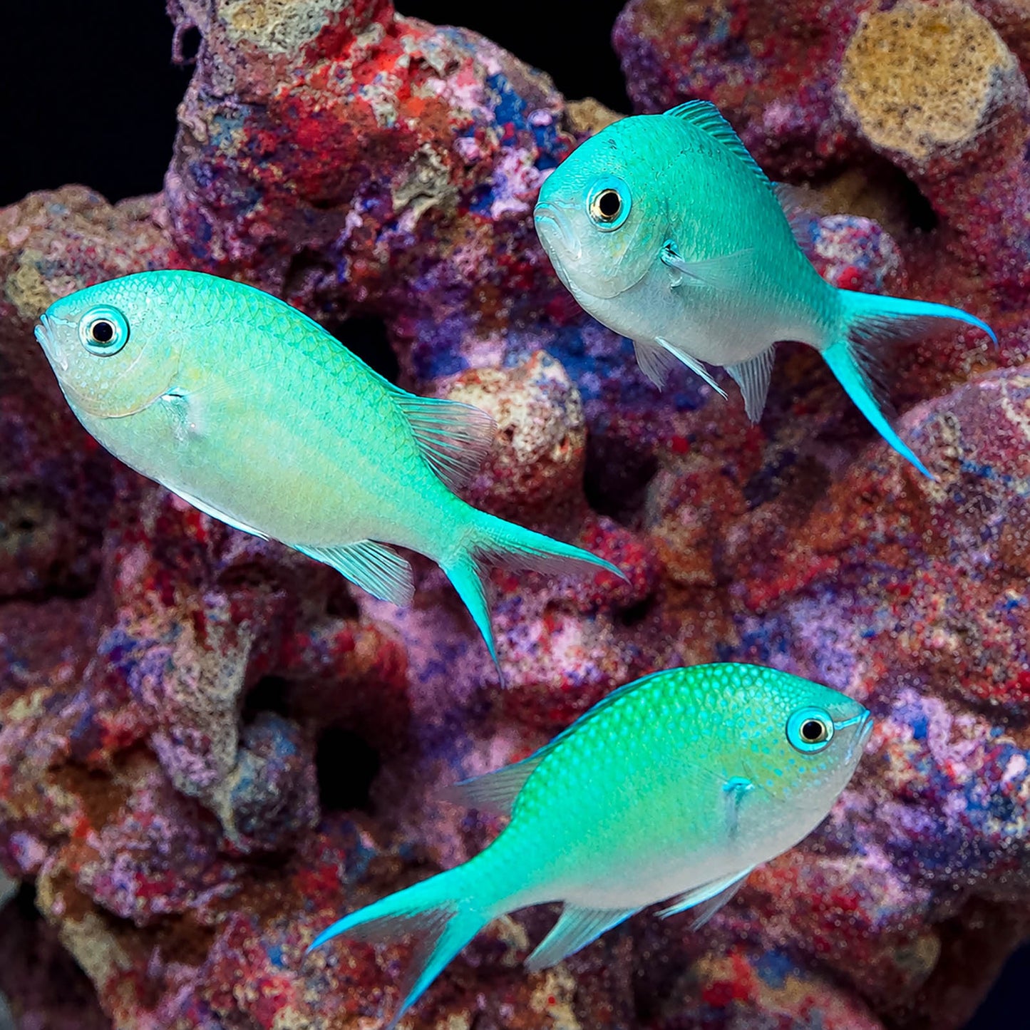 Blue/Green Reef Chromis 3-Lot 2" to 2.75" WYSIWYG