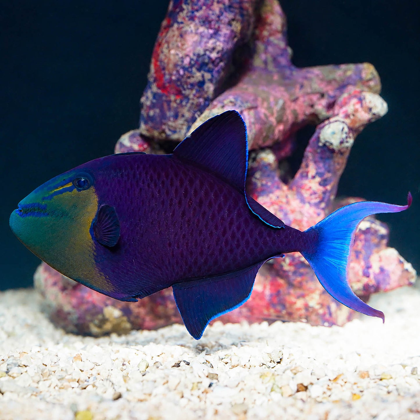 Niger Triggerfish 6.5" WYSIWYG