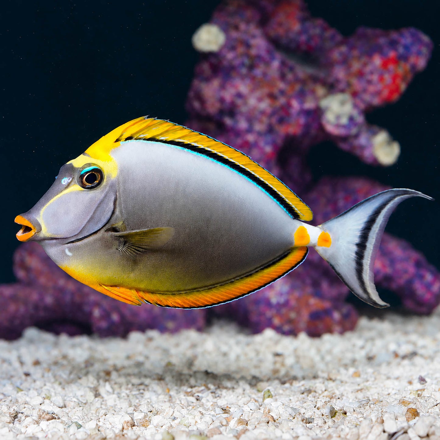 Naso Blonde Tang 5.75" WYSIWYG