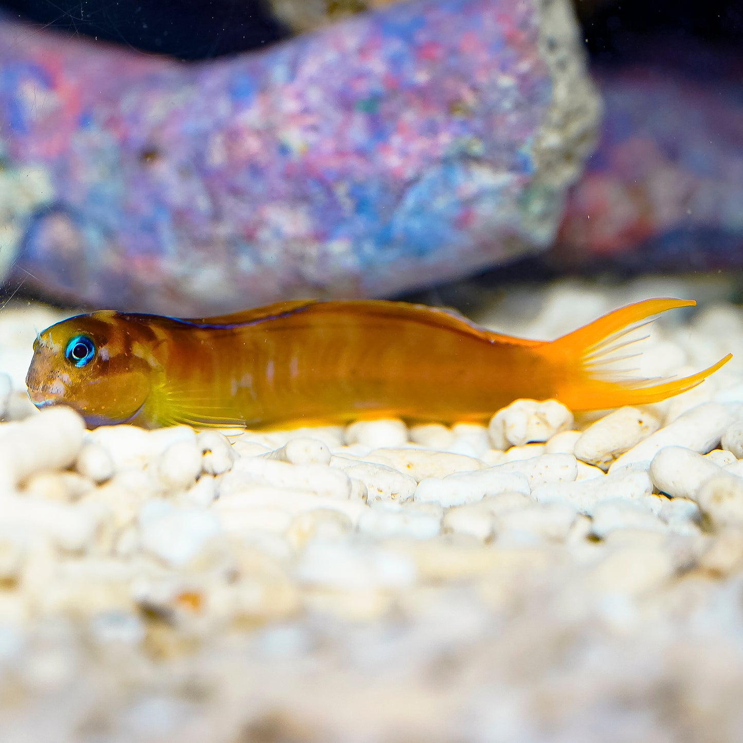Midas Blenny 4.5" WYSIWYG