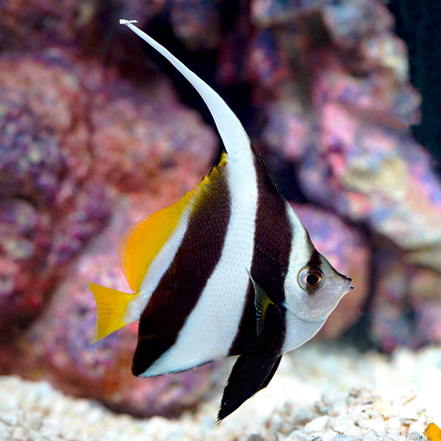 Schooling Bannerfish 3.25" WYSIWYG