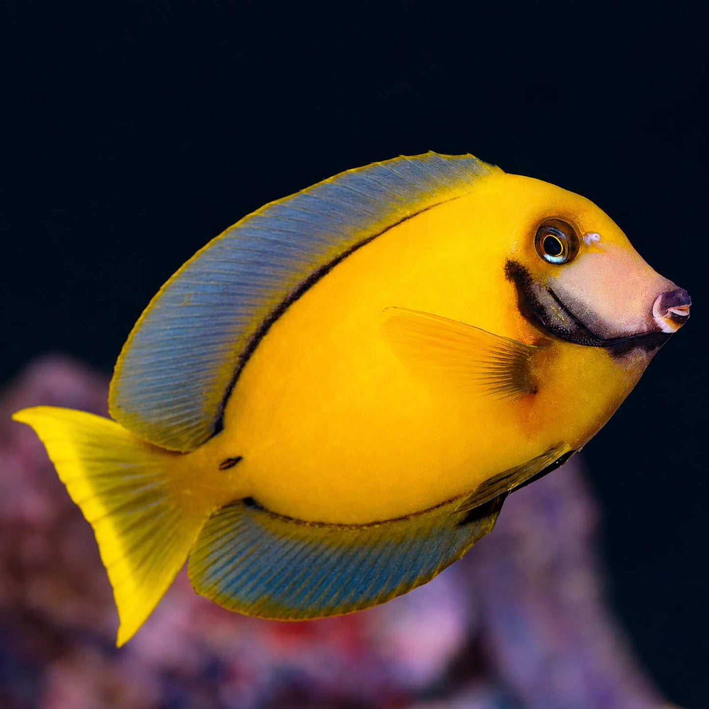 Fijian Mimic Lemon Peel Tang Adult 5.25" WYSIWYG