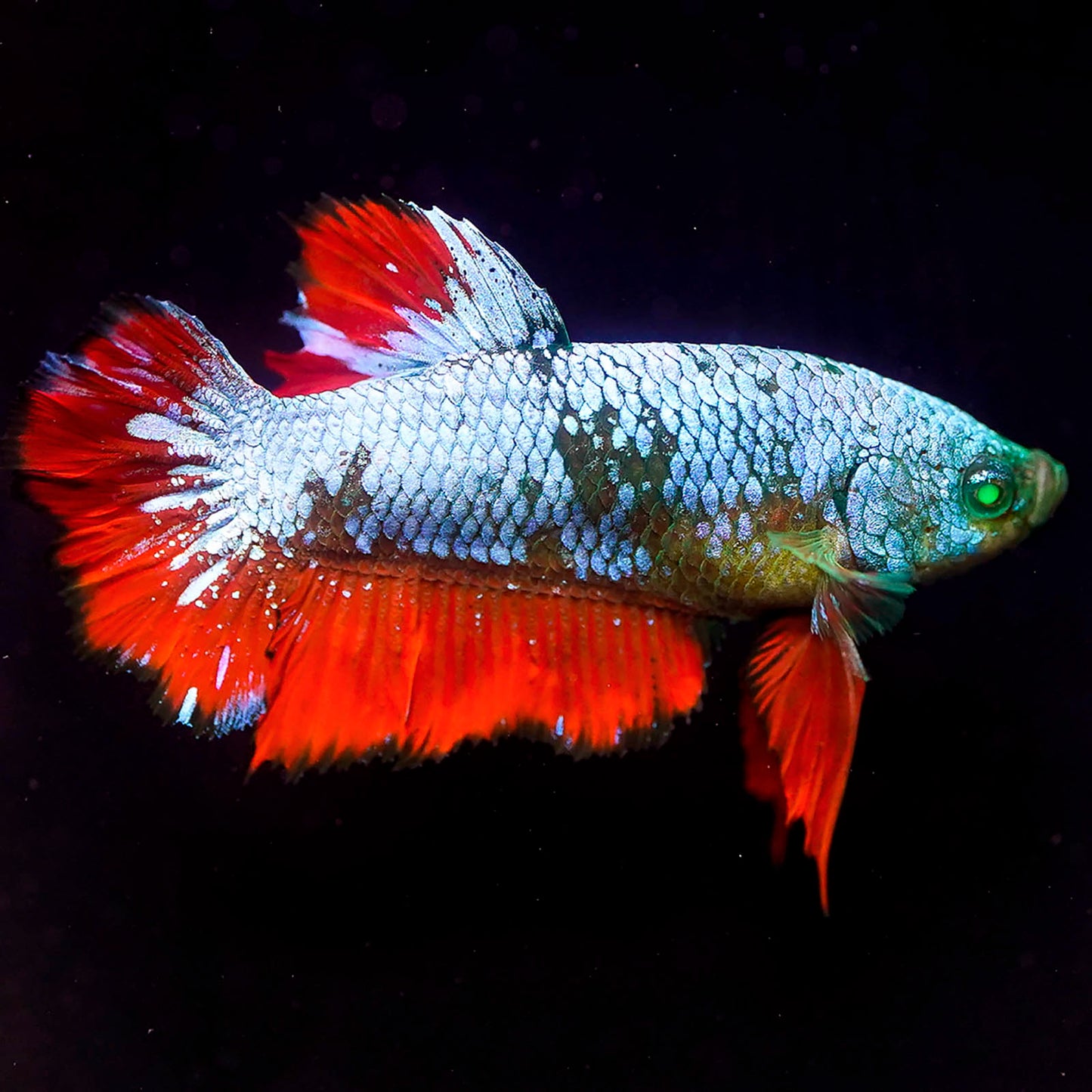 Emerald-Eyed Phantom Betta - Green, Blue & Red Plakat WYSIWYG