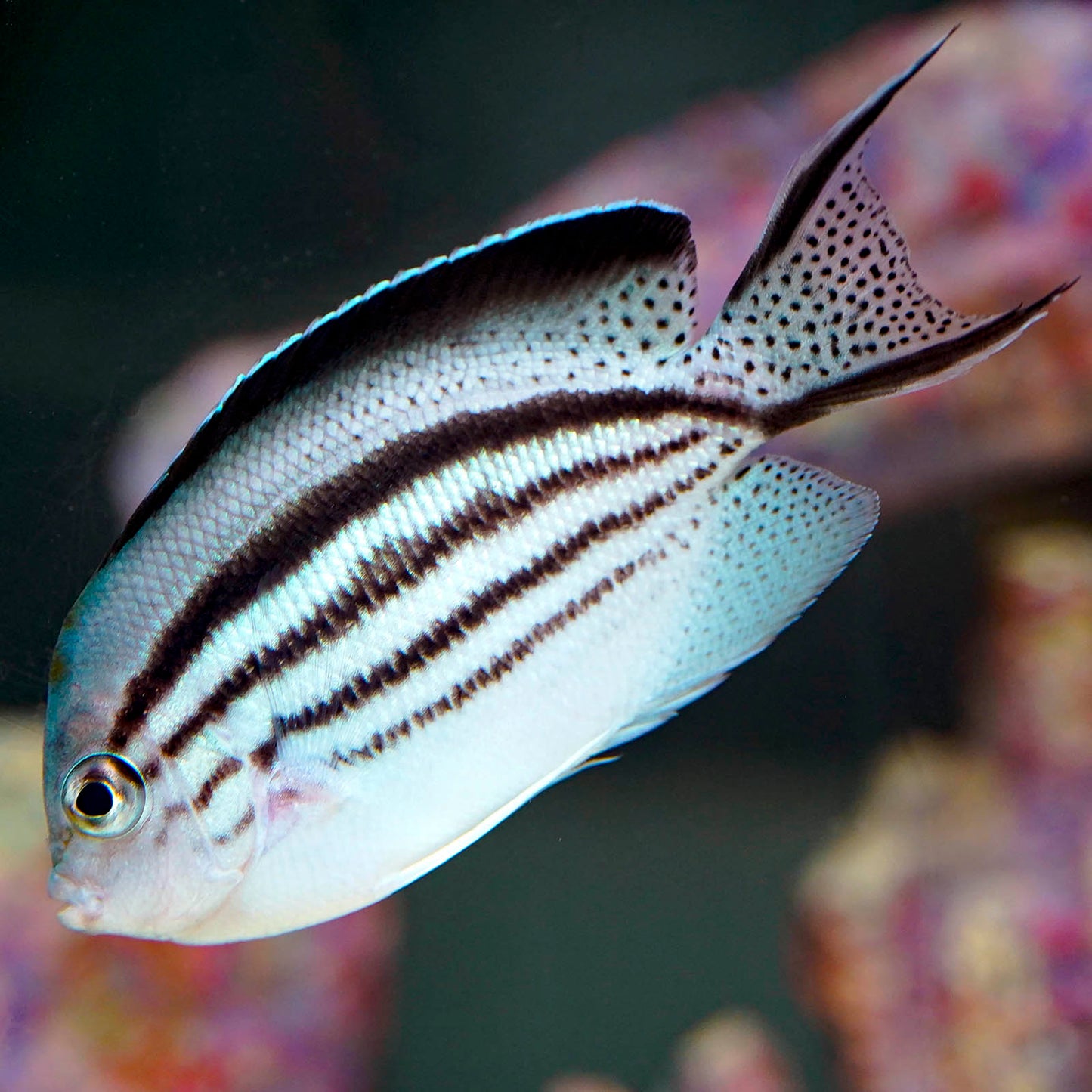 Lamarck's Angelfish 3.25" WYSIWYG