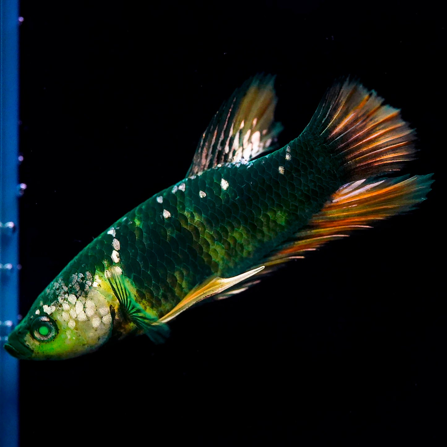 Emerald-Eyed Phantom Betta - Green, Yellow & Red Plakat WYSIWYG