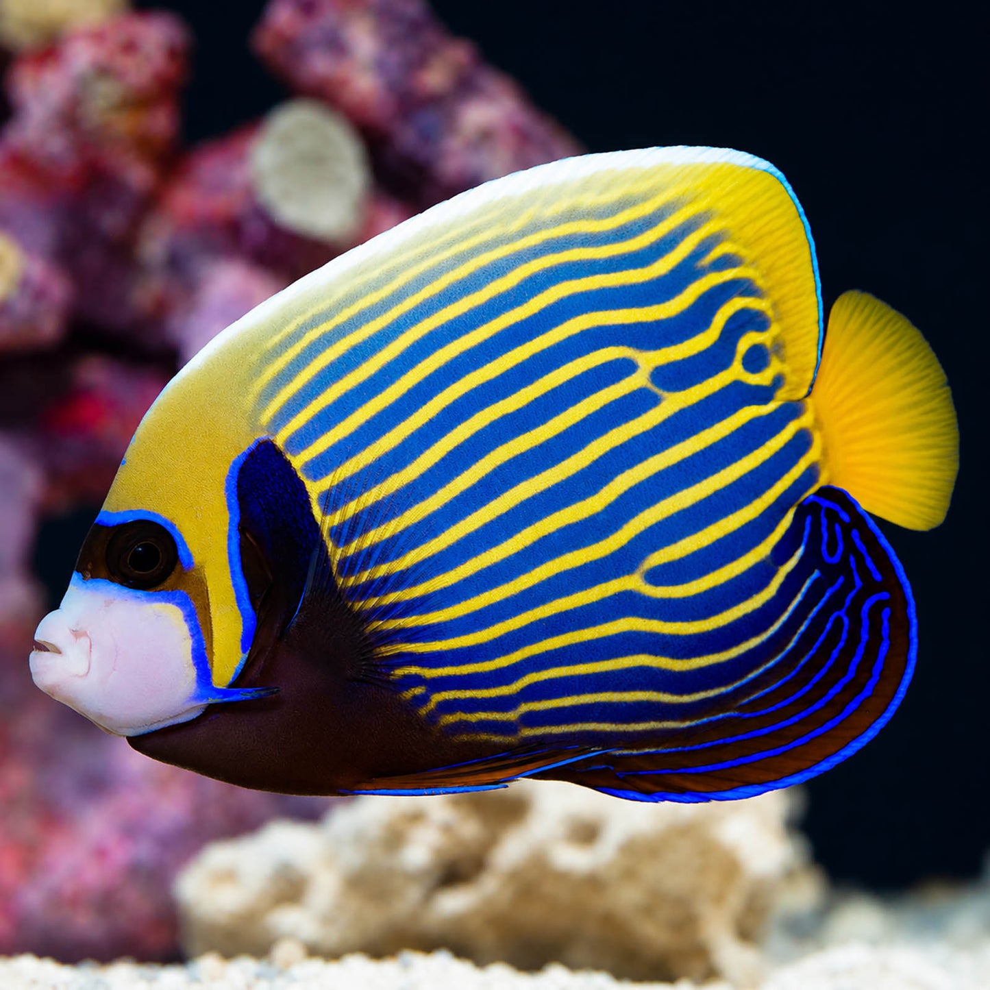 Emperor Angelfish Adult 5.75" WYSIWYG