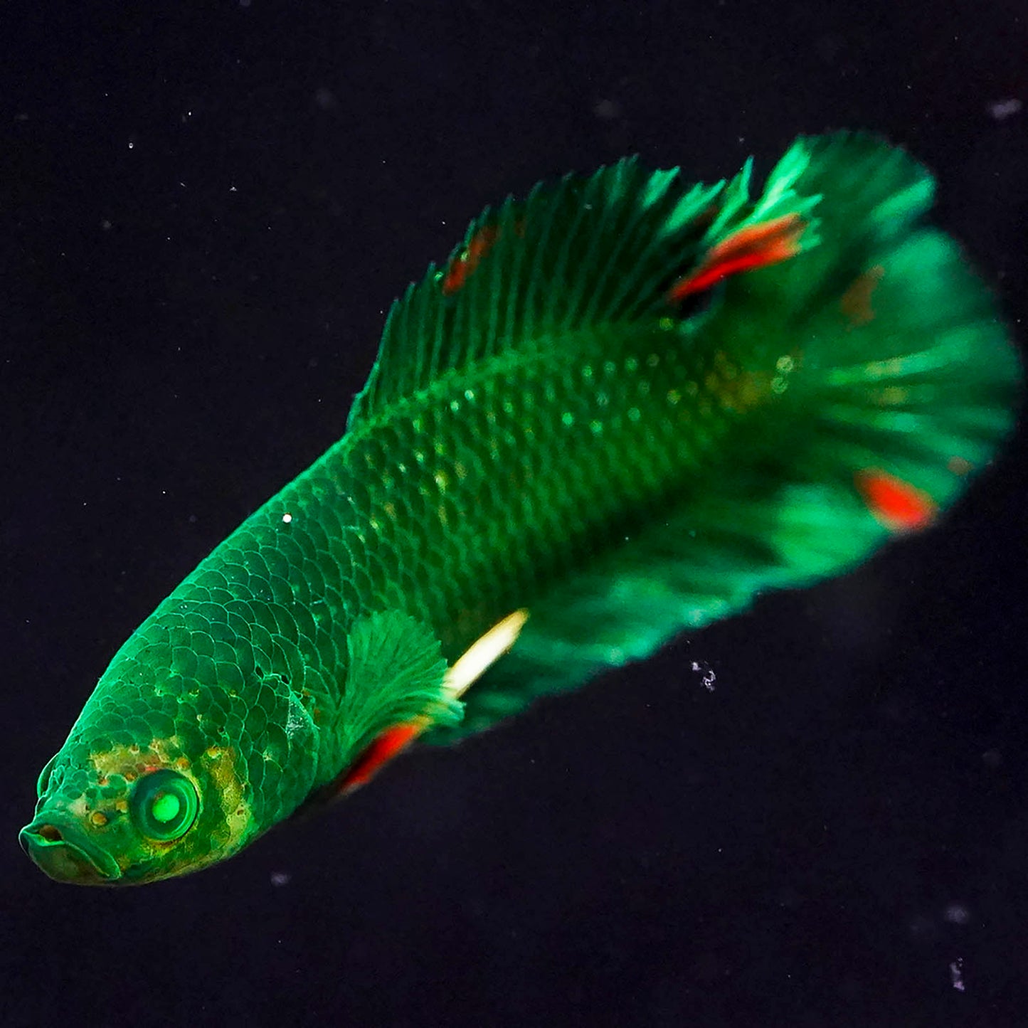 Emerald-Eyed Phantom Betta - Green Doubletail Plakat WYSIWYG