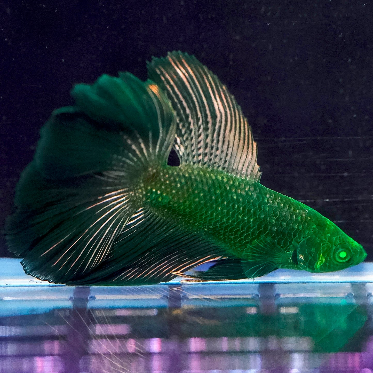 Emerald-Eyed Phantom Betta - Green & Gold Super Delta WYSIWYG