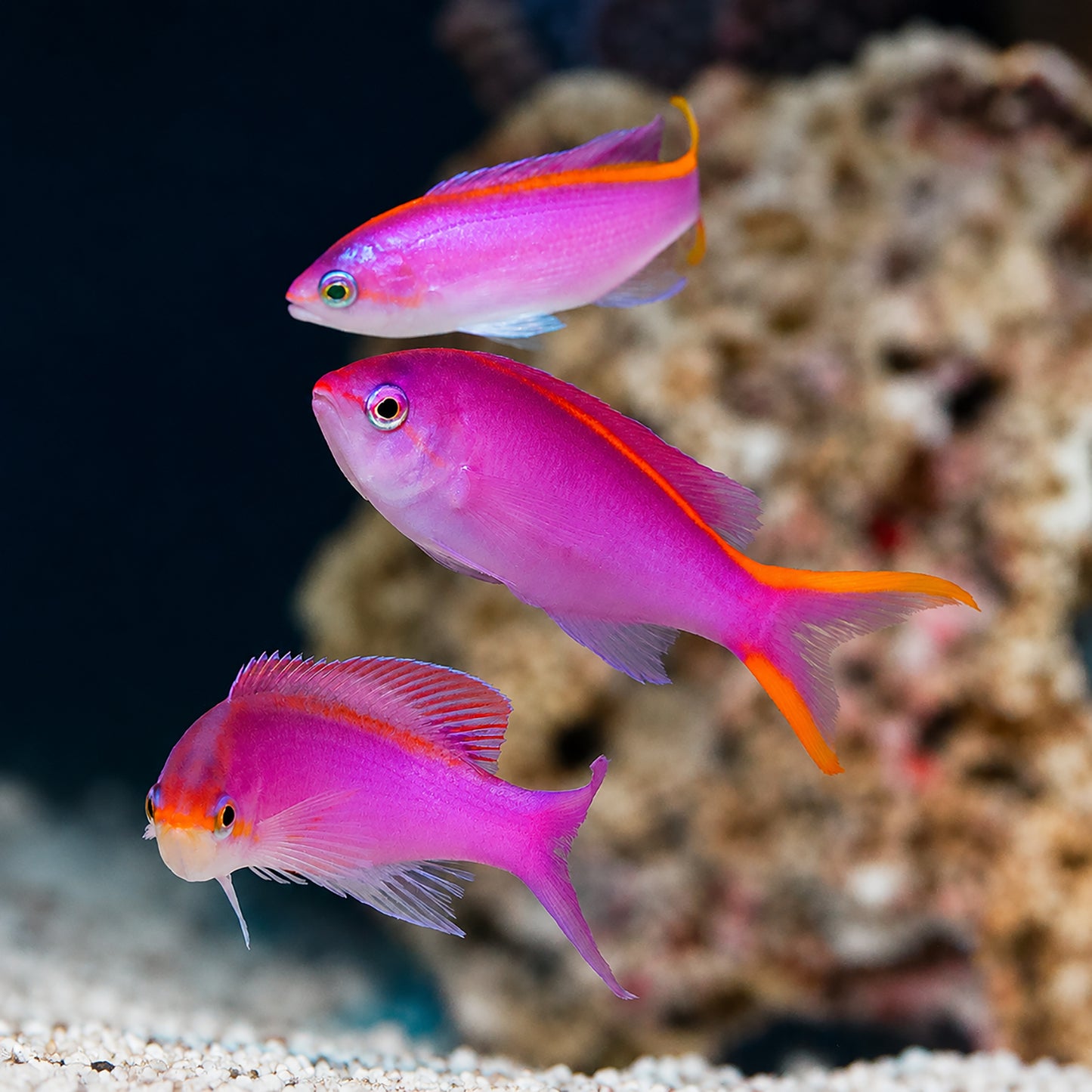 Queen Purple Anthias - Expert Only 3-Lot 2.75" WYSIWYG