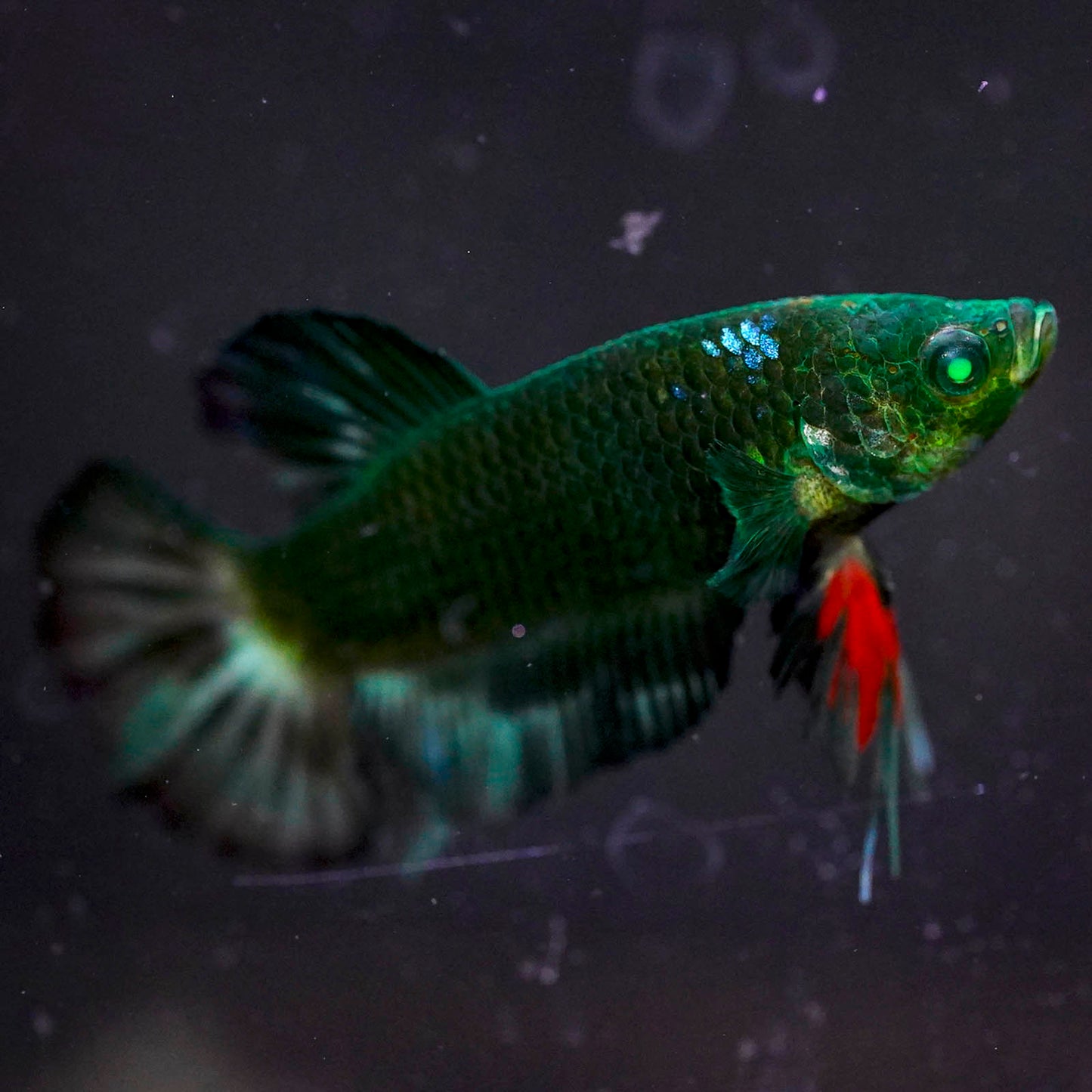 Emerald-Eyed Phantom Betta - Green & Red Plakat WYSIWYG