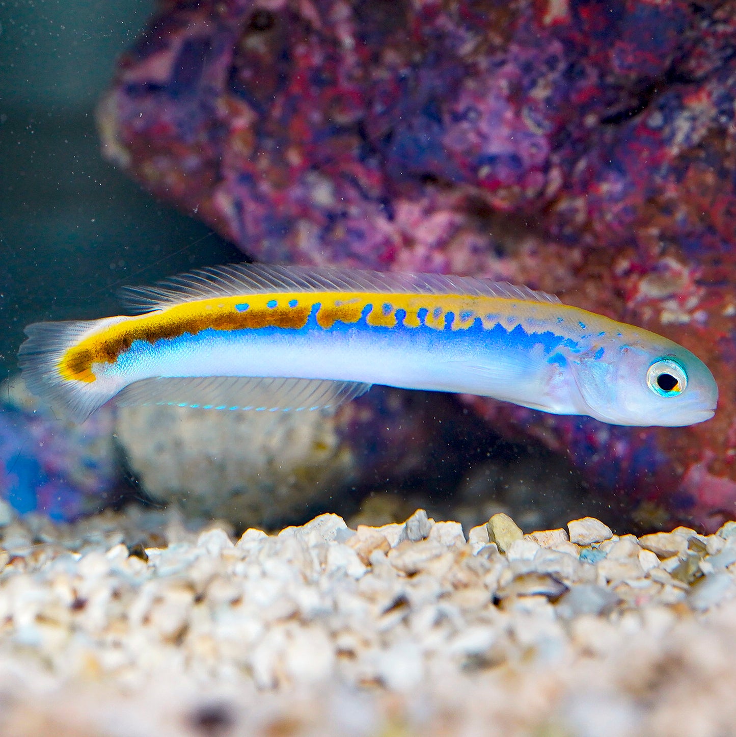 Oreni Tilefish - EXPERT ONLY 4" WYSIWYG