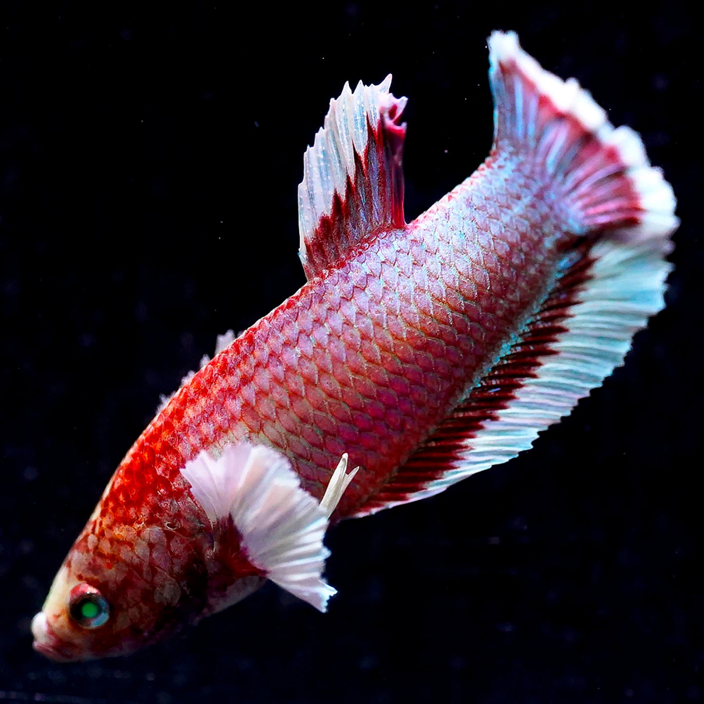 Emerald-Eyed Phantom Betta - Red, White & Blue Plakat WYSIWYG