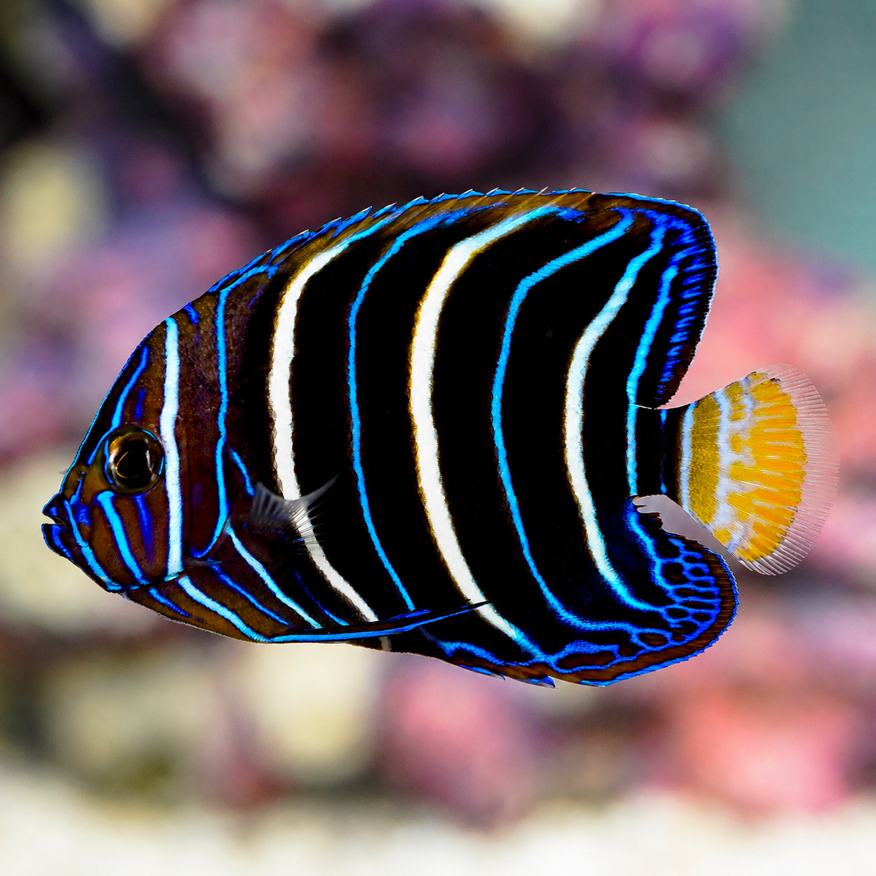 Chrysurus Angelfish 3" WYSYWYG