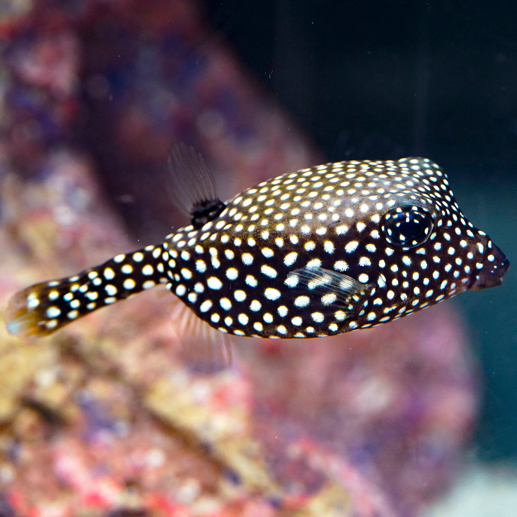 box fish cozumel Boxfish: Saltwater Aquarium for Marine Aquariums – LiveAquaria Rock n Surf Daiwa GS20 Classic Spin Pound Test:40LB