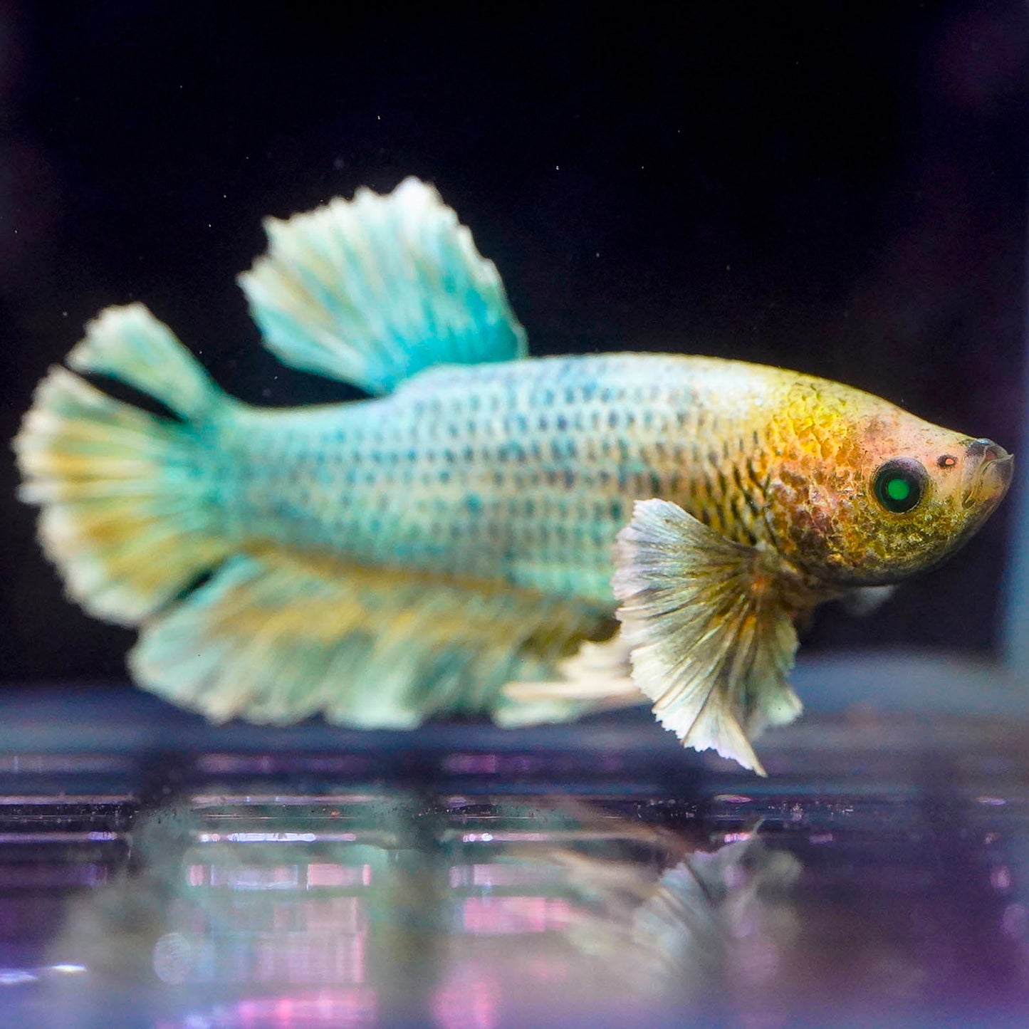 Emerald-Eyed Phantom Betta - White, Blue & Yellow Plakat WYSIWYG