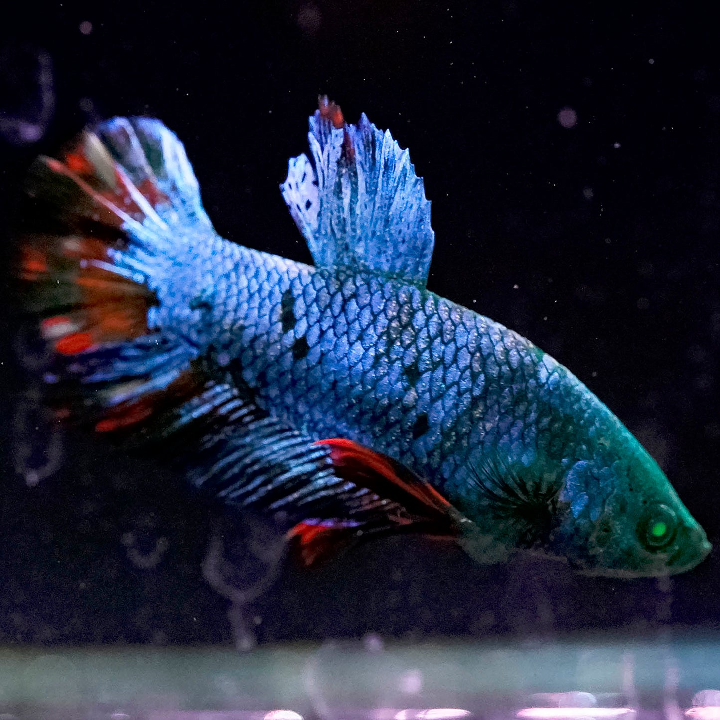 Emerald-Eyed Phantom Betta - Green, Blue & Red Doubletail Plakat WYSIWYG