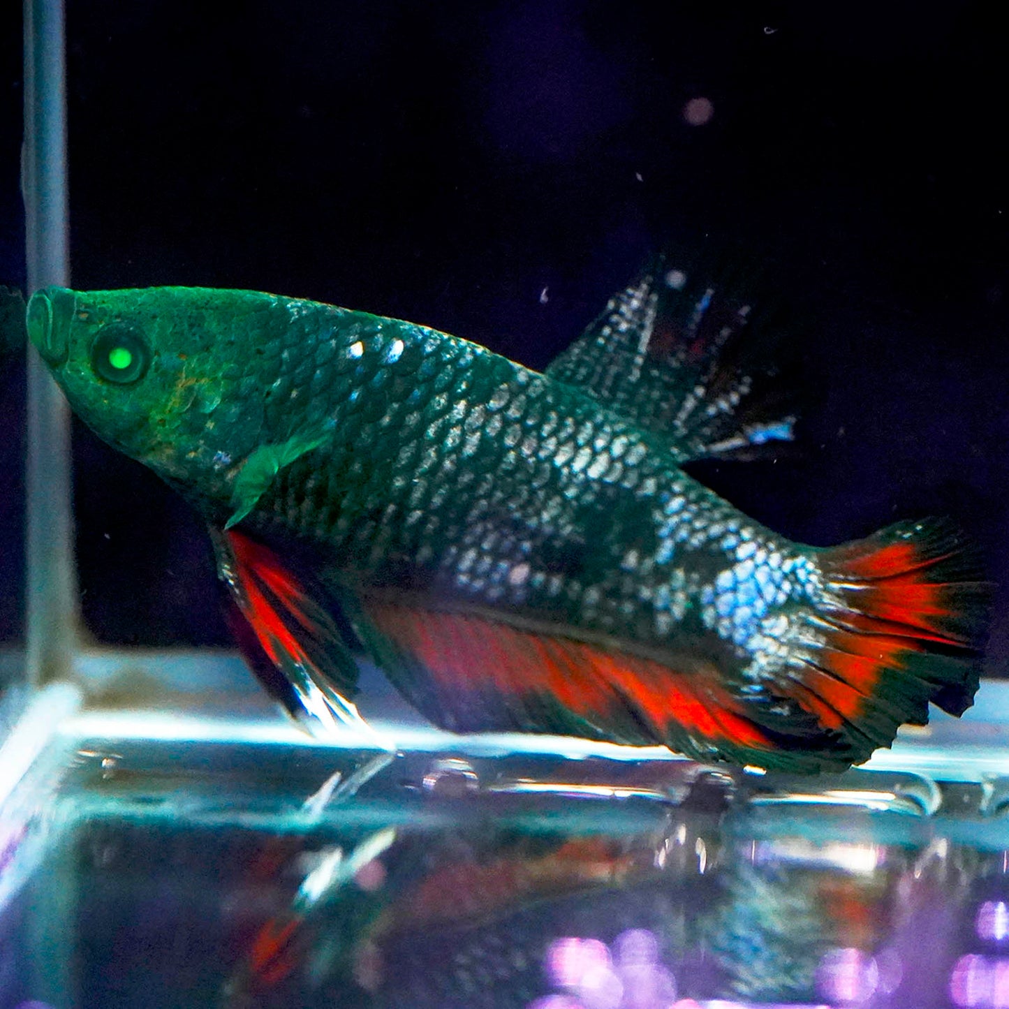 Emerald-Eyed Phantom Betta - Green, Blue & Red Doubletail Plakat WYSIWYG