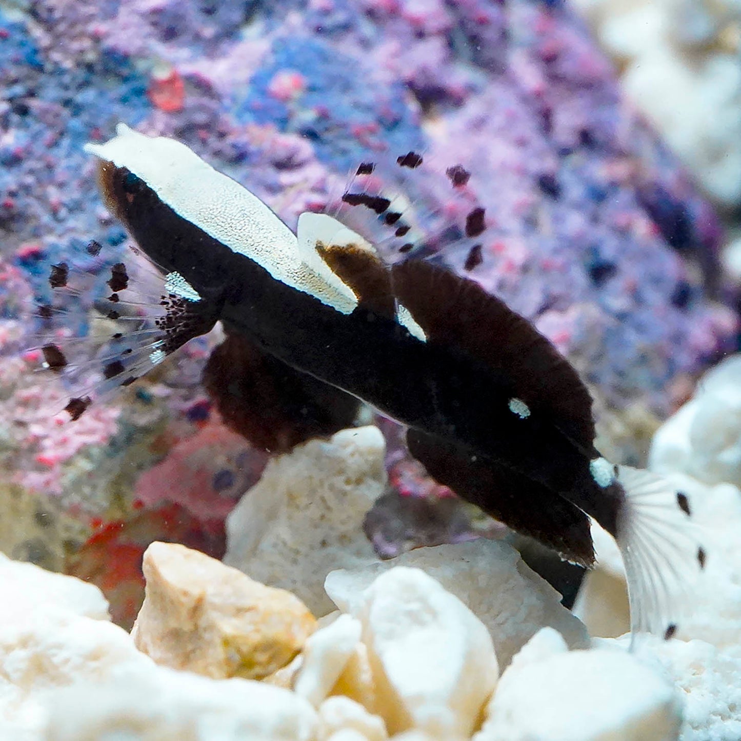 White Cap Goby 1.25" WYSIWYG