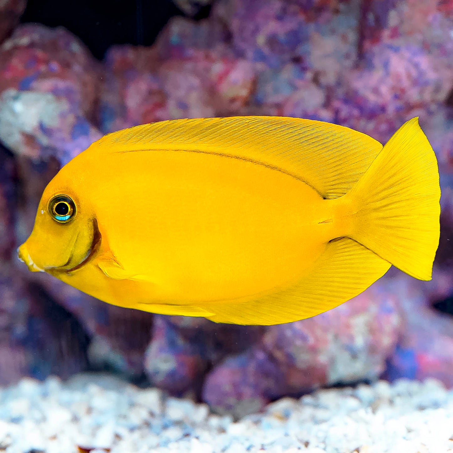 Fijian Mimic Lemon Peel Tang 4.25" WYSIWYG