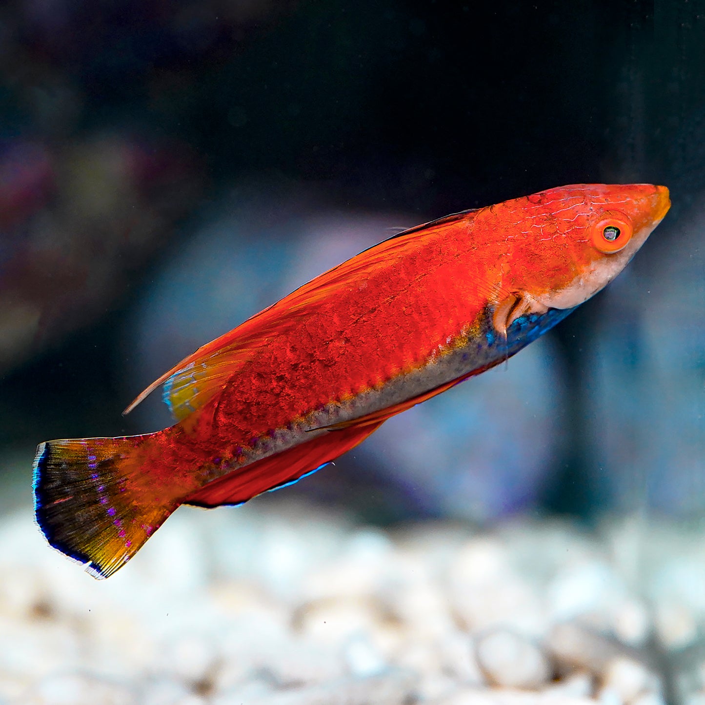 Blue Throat Fairy Wrasse Blemish 2.75" WYSIWYG
