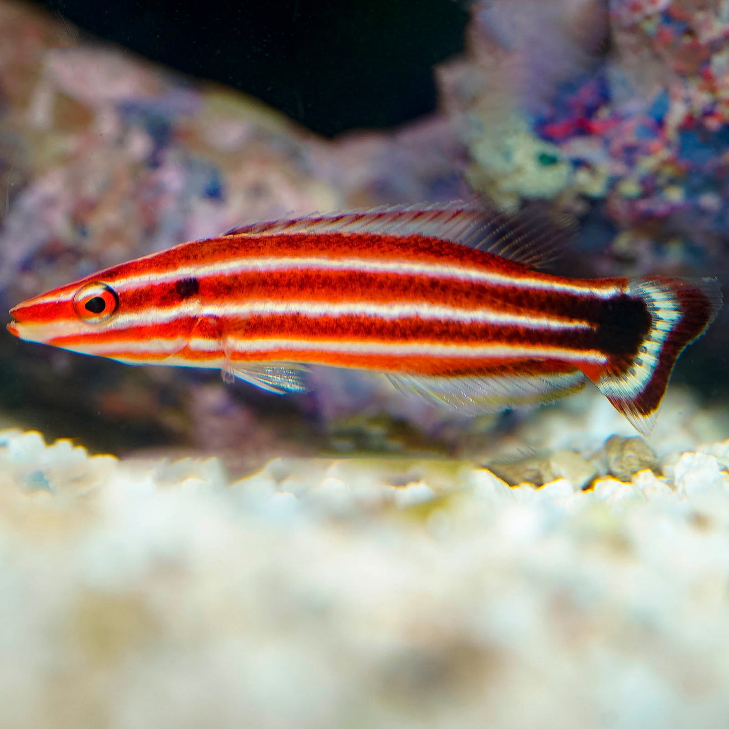 Pacific Redstripe Hogfish 2.5" WYSIWYG