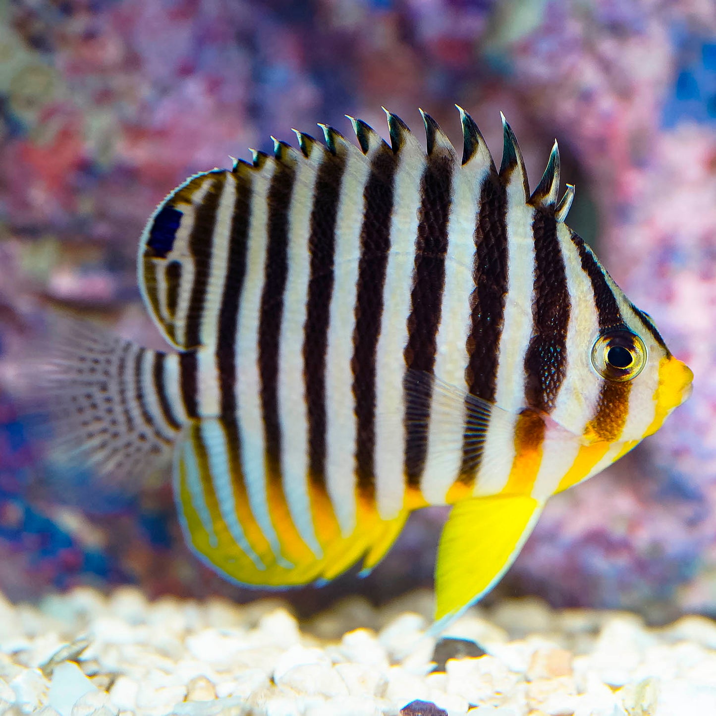 Multibar Angelfish EXPERT ONLY 3" WYSIWYG
