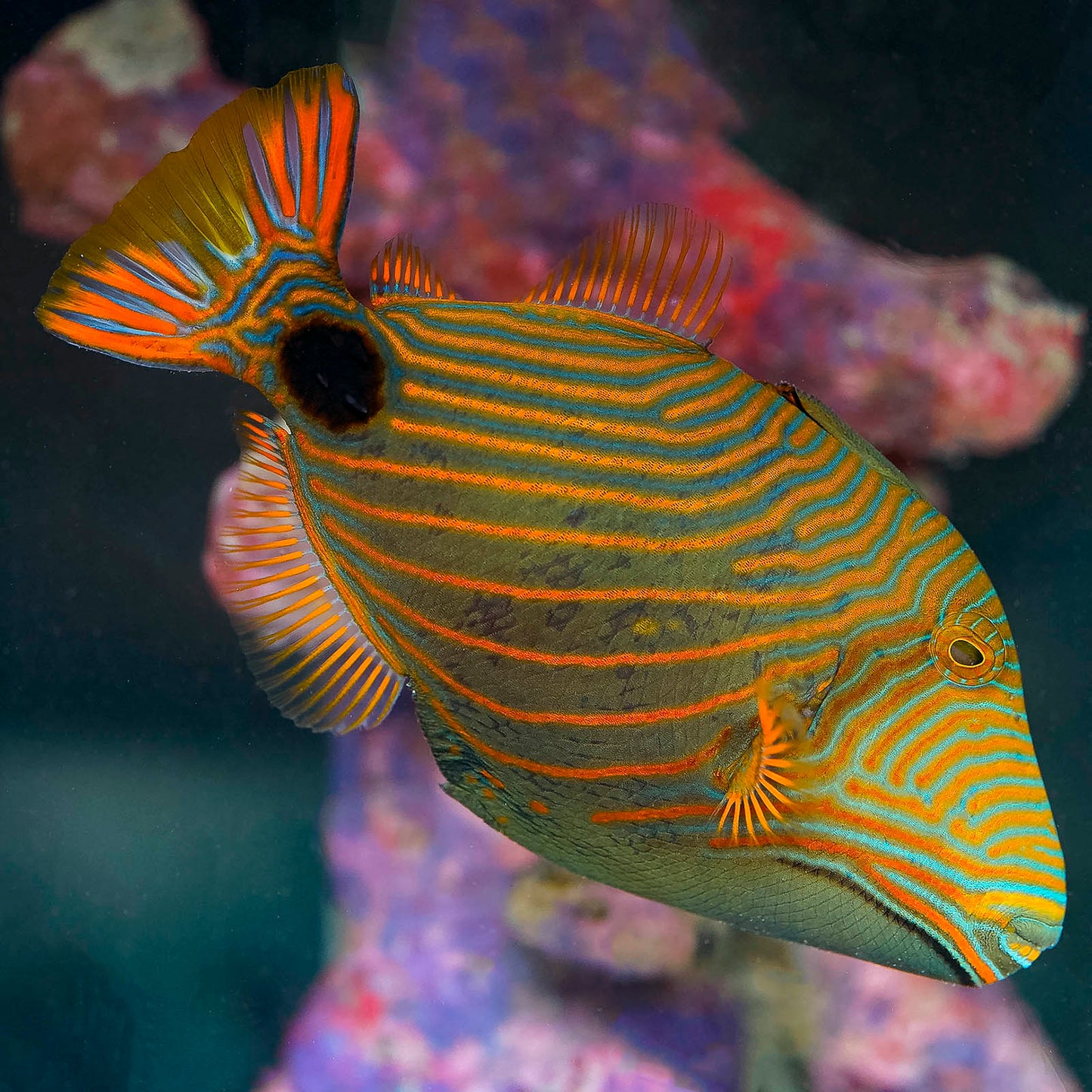 Undulate Triggerfish 5.25" WYSIWYG