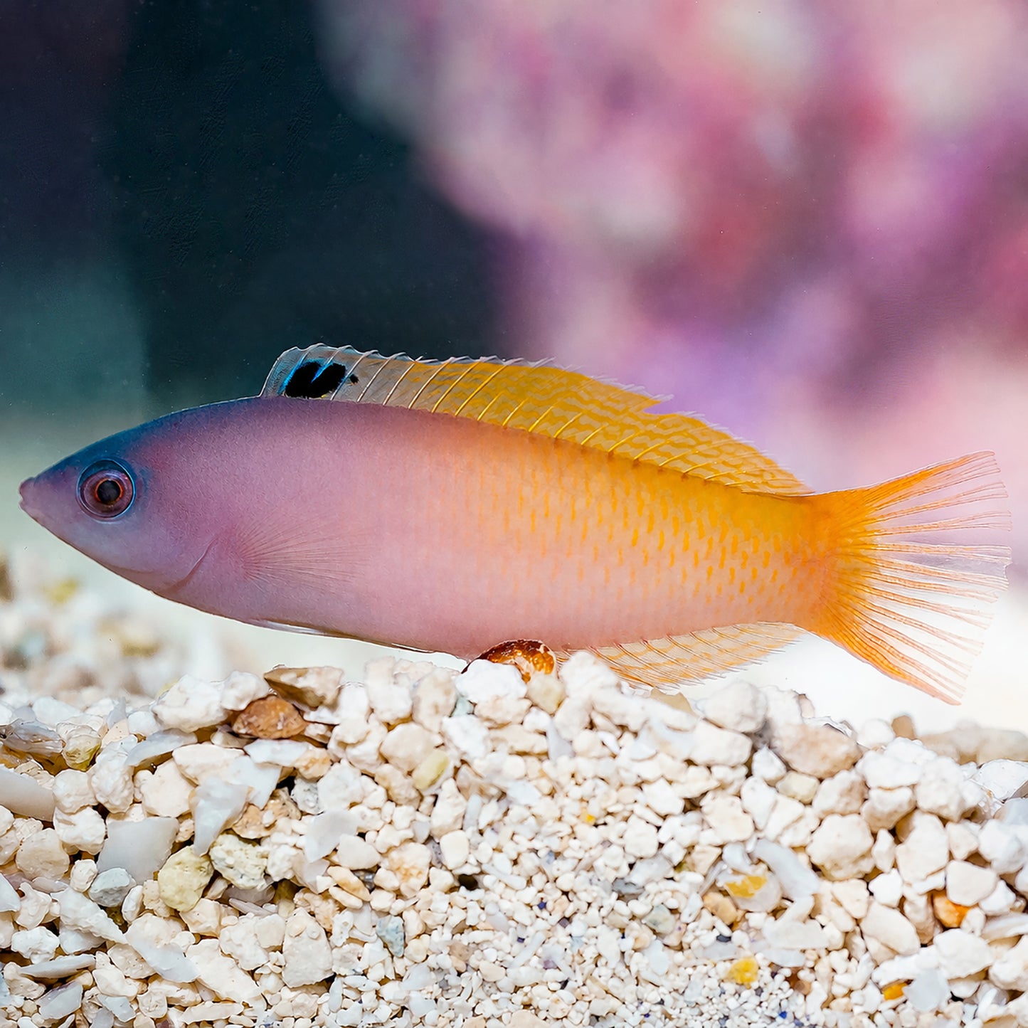 Two Tone Wrasse 3.75" WYSIWYG