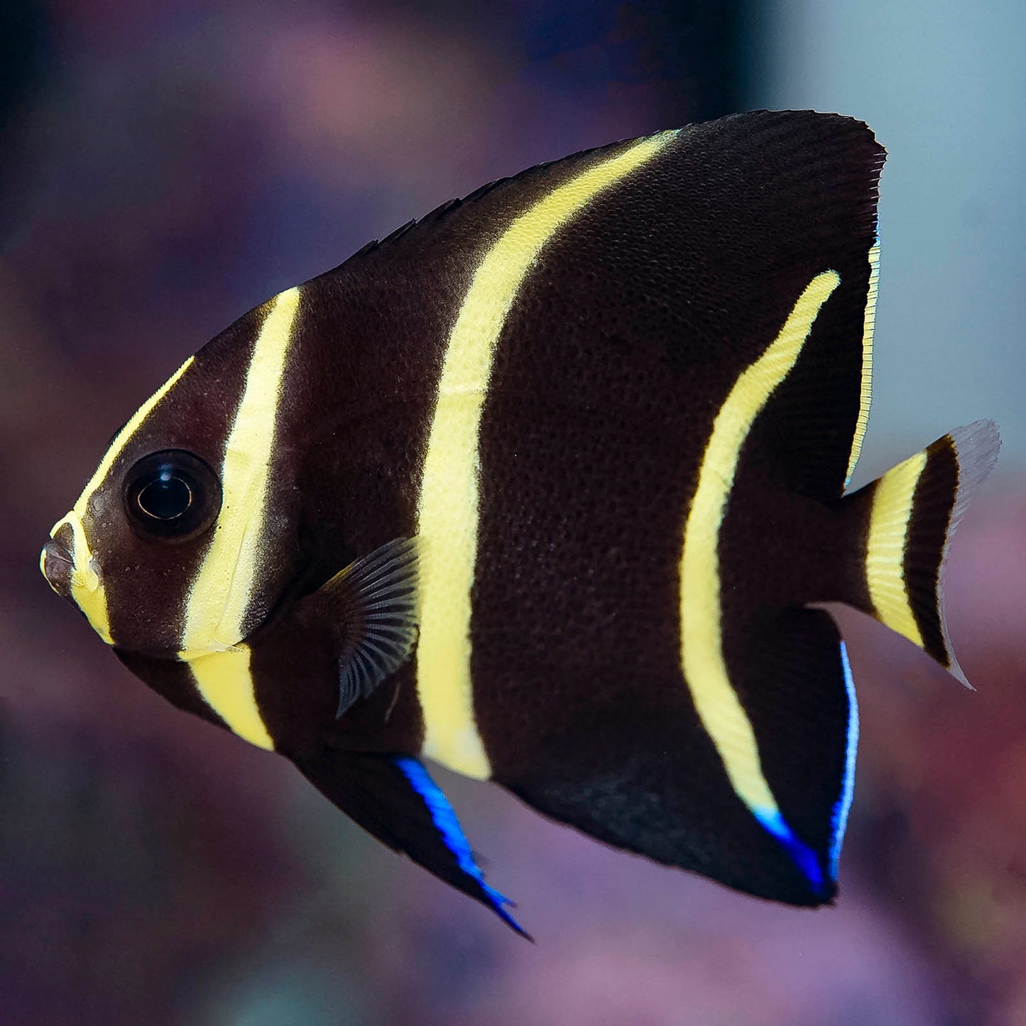 Gray (Black) Angelfish Juvenile 2.25" WYSIWYG