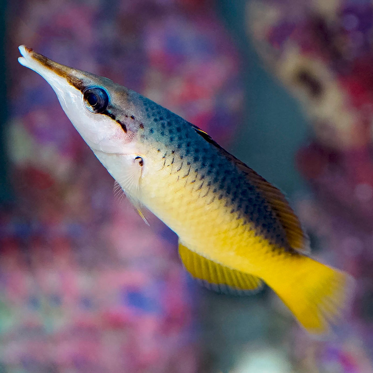 Bird Wrasse Female 3.25" WYSIWYG