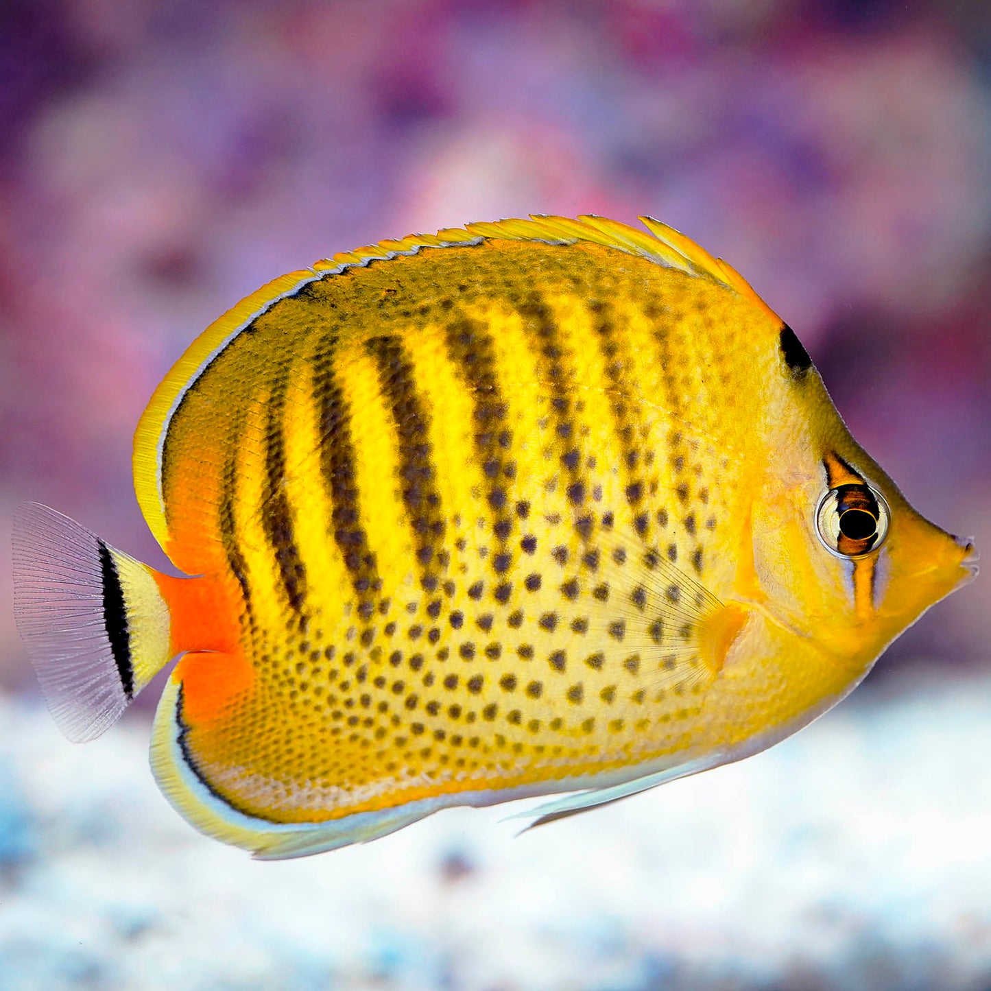Spotband Butterflyfish 3.25" WYSIWYG