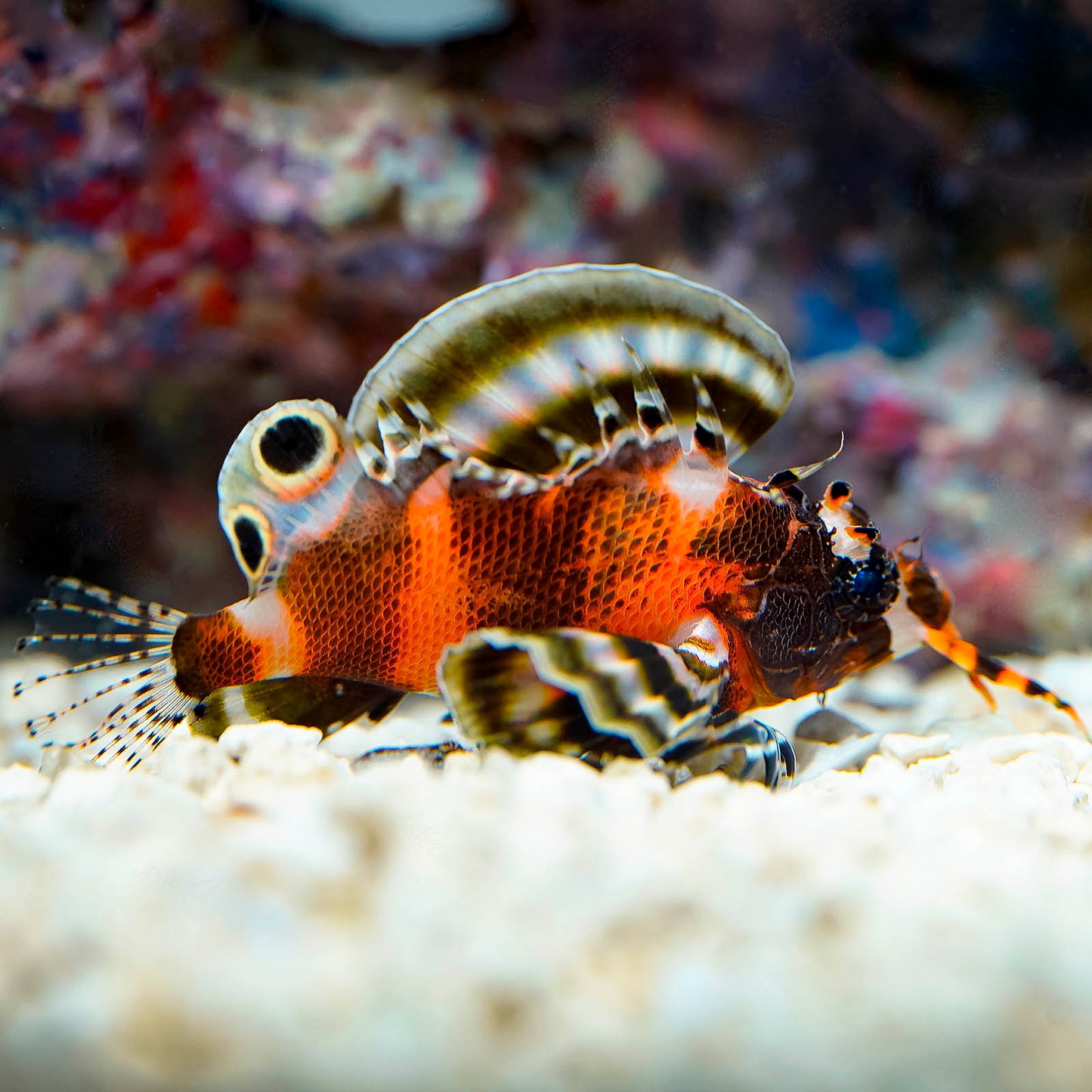 Fu Manchu Lionfish 2.25" WYSIWYG