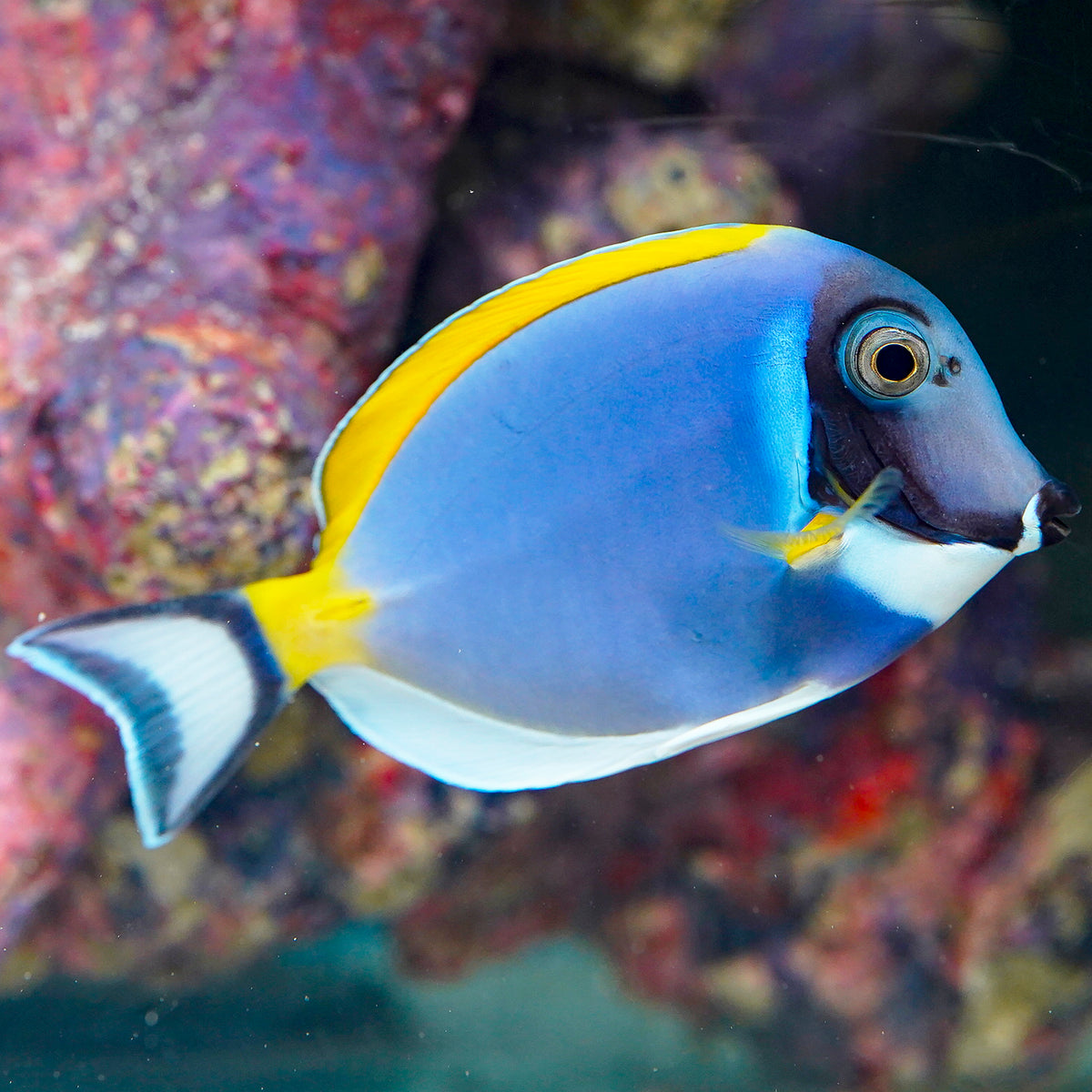 Powder Blue Tang 4" WYSIWYG