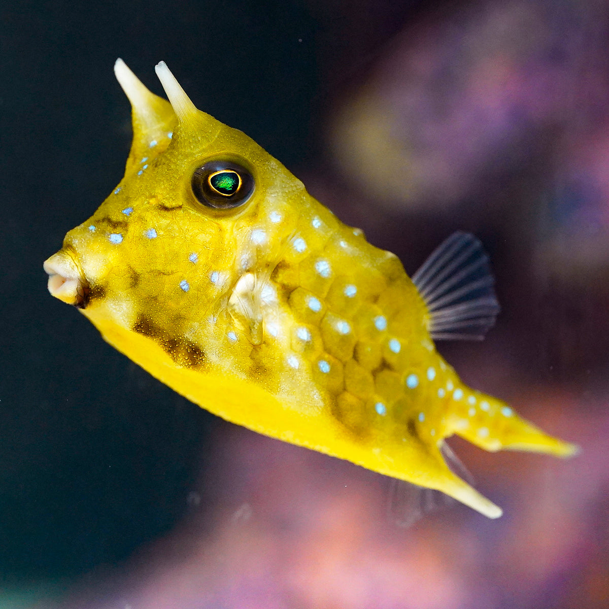 Longhorn Cowfish 3" WYSIWYG EXPERT ONLY