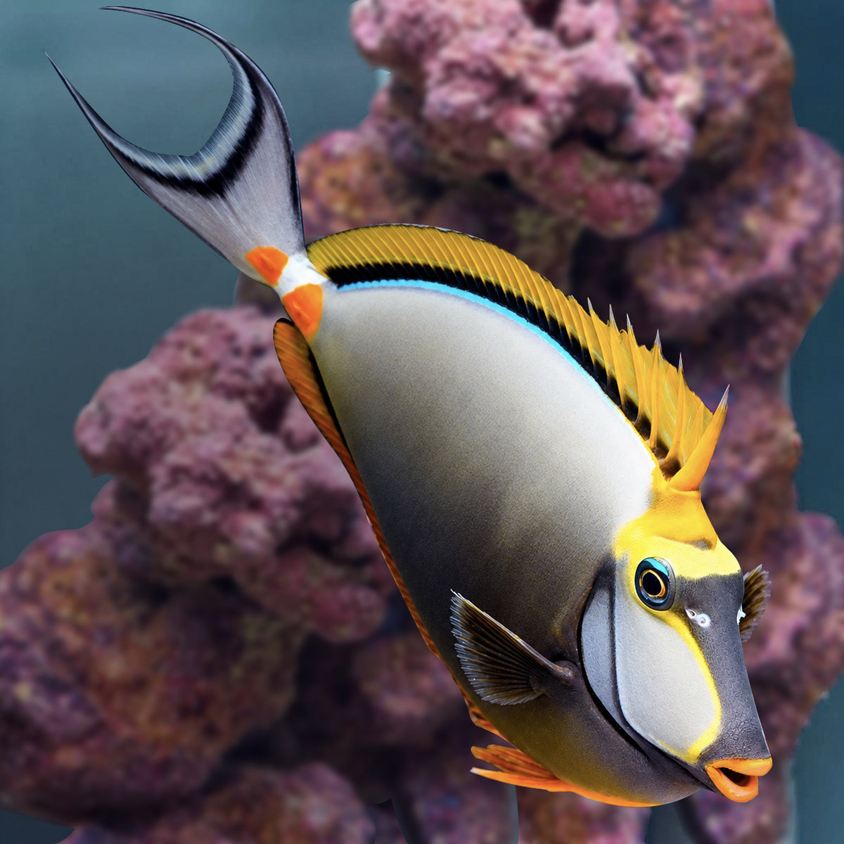 Naso Blonde Tang 8.25" WYSIWYG