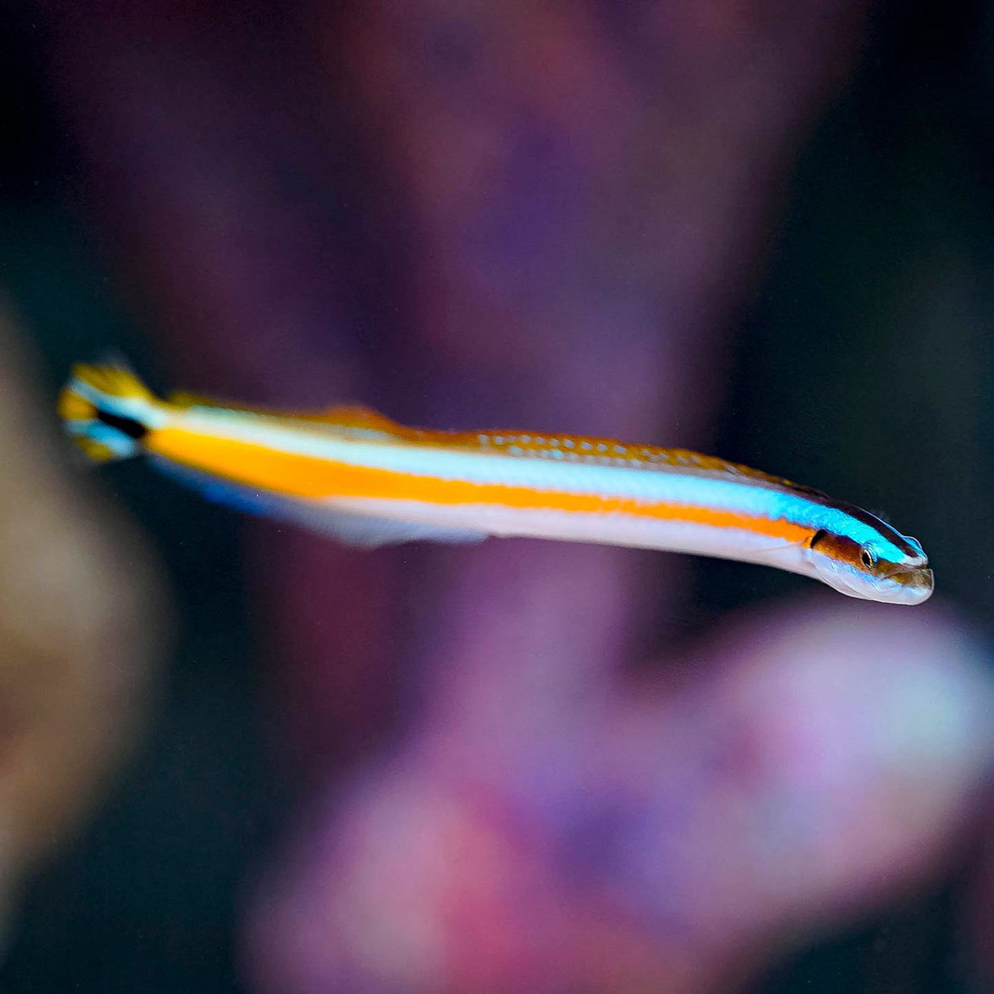 Curious Wormfish 3.5" WYSIWYG