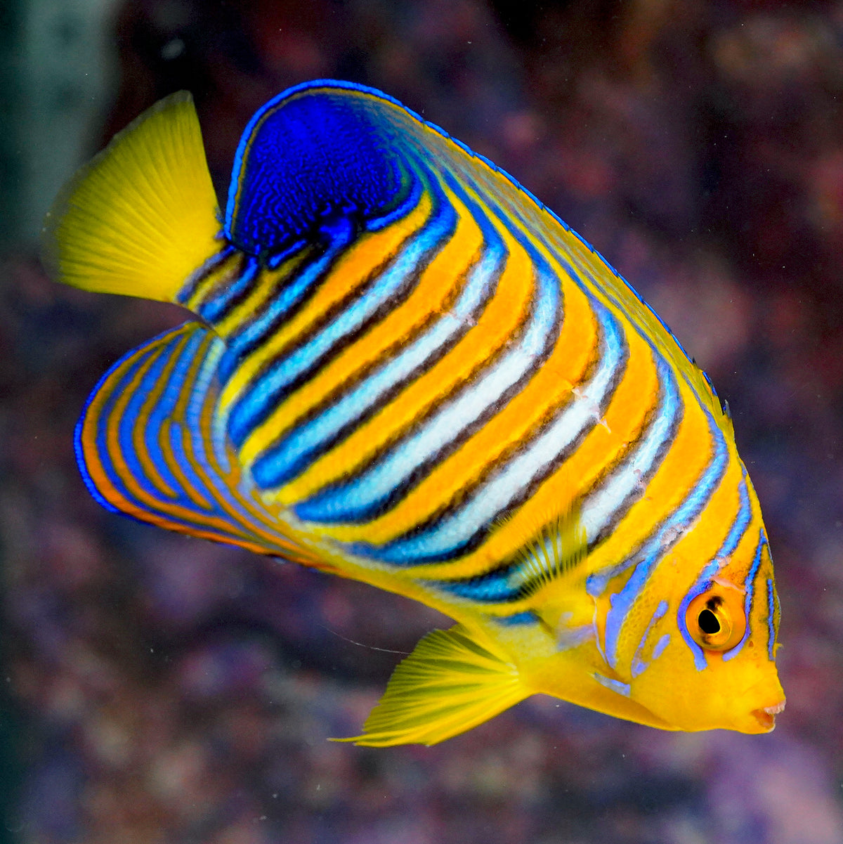 Regal Angelfish 5" EXPERT ONLY WYSIWYG