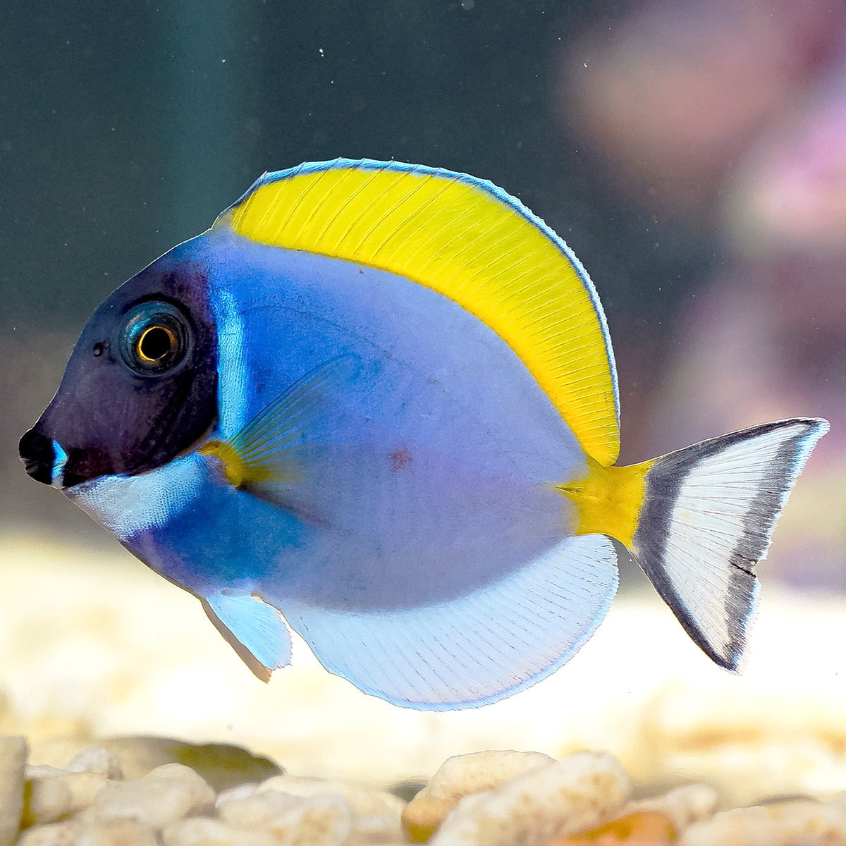 Powder Blue Tang 2" WYSIWYG