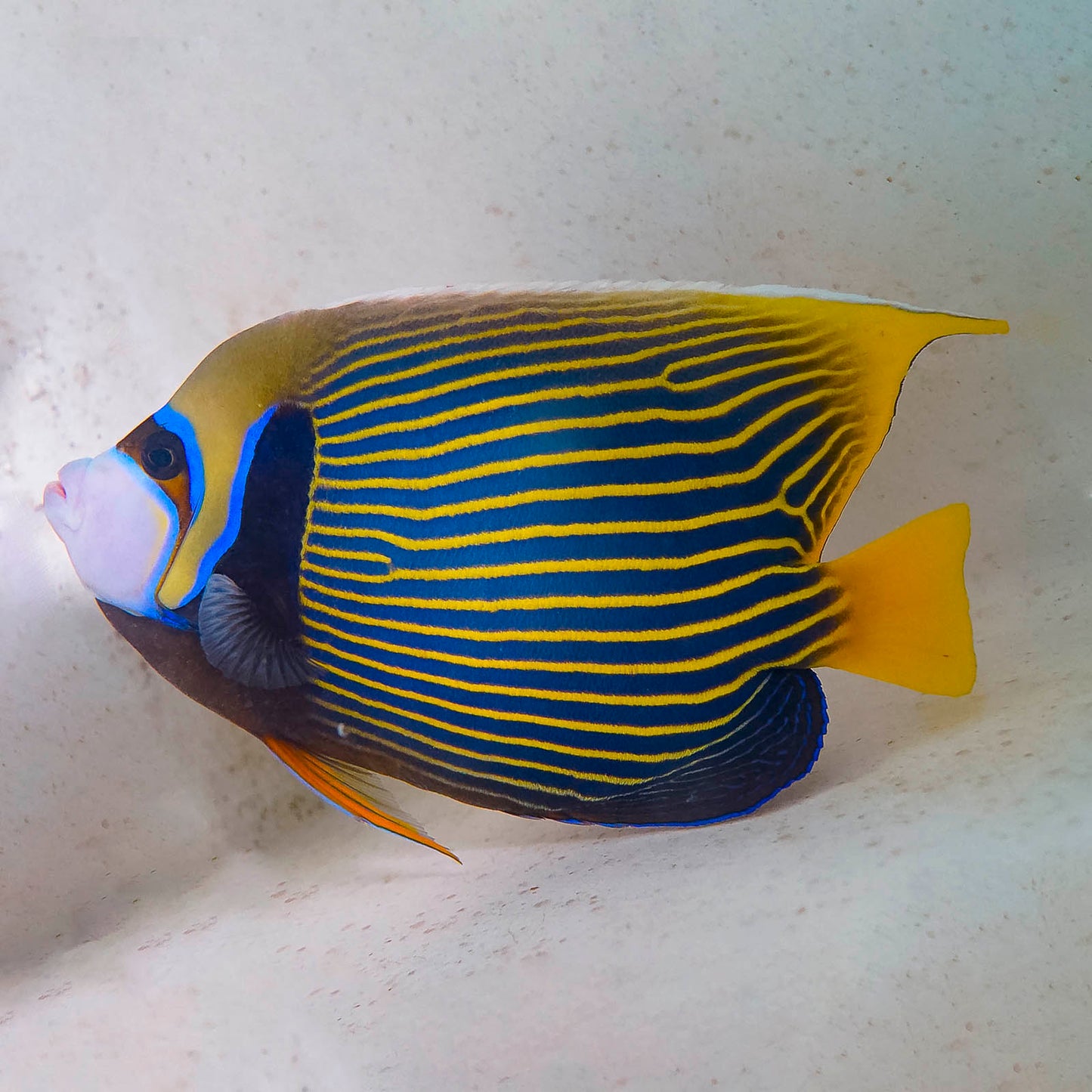 Show Size Emperor Angelfish Adult 10" WYSIWYG